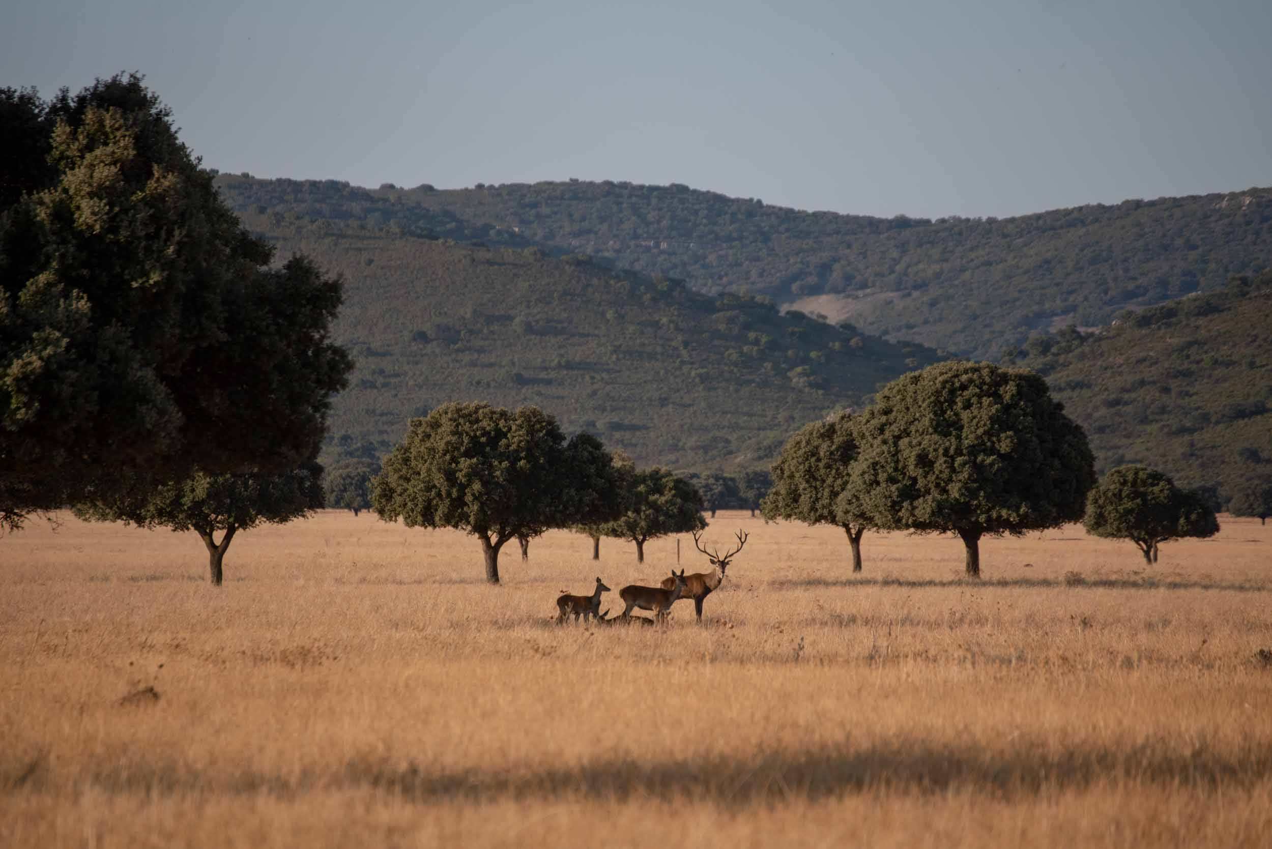 Ciervos entre encinas dispersas en el pastizal dorado de la raña de Cabañeros, con las sierras al fondo