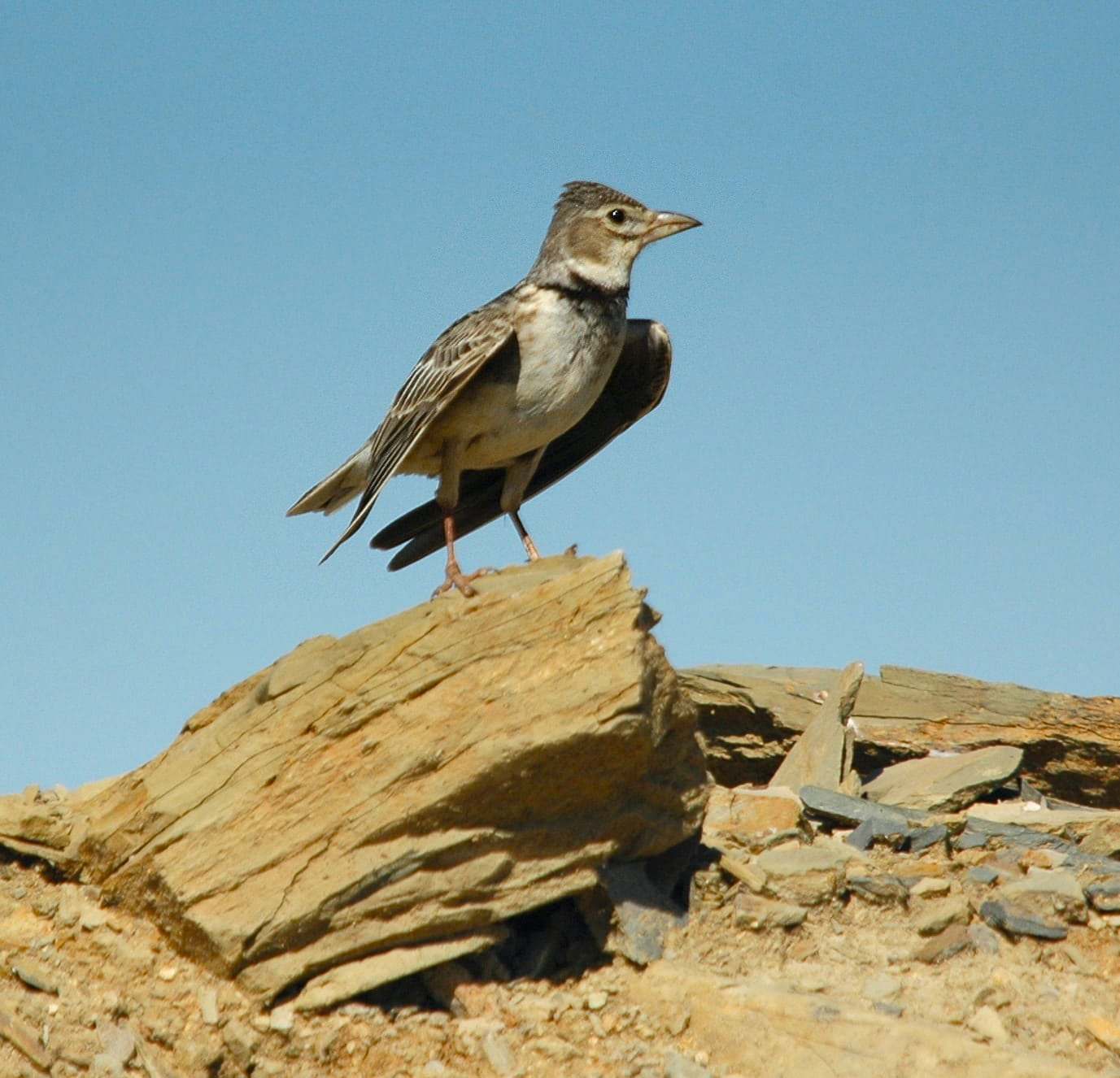 calandrina (Melanocorypha calandra)