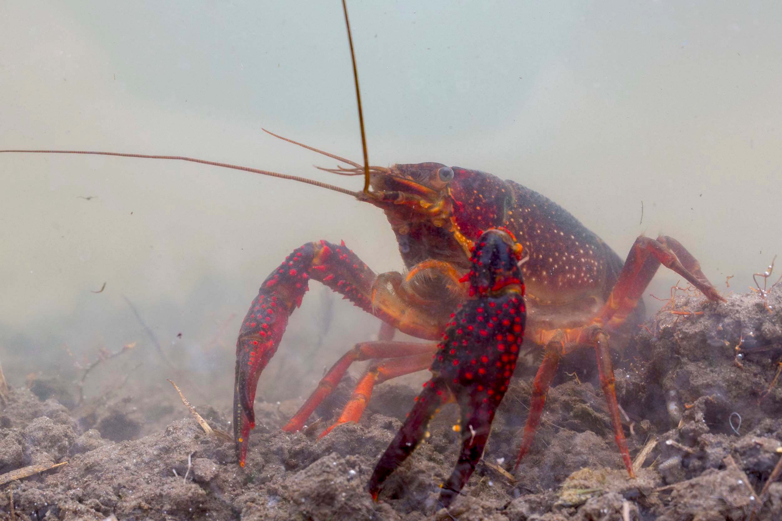 cangrejo americano (Procambarus clarkii)