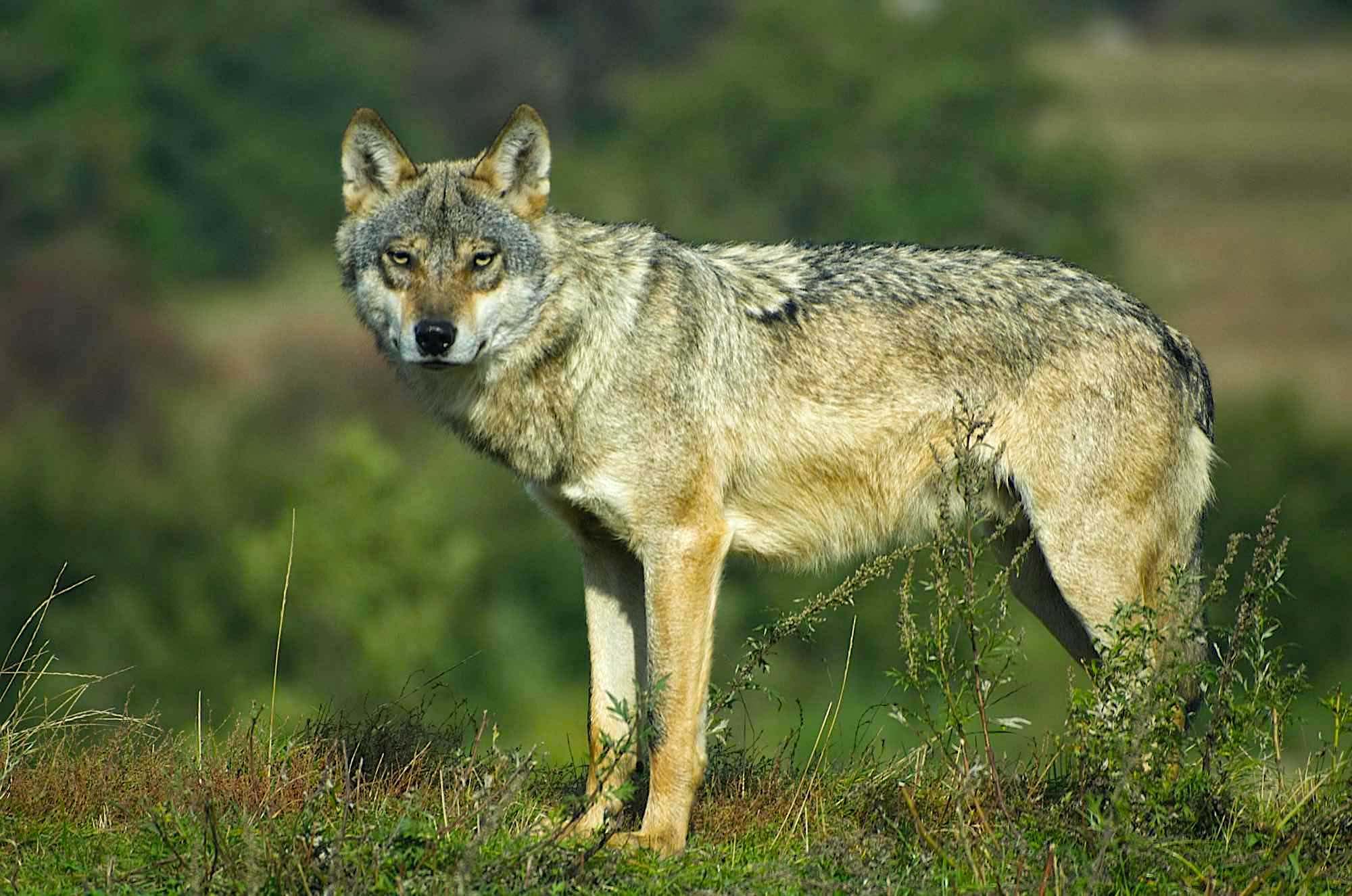 Lobo (Canis lupus) mamífero