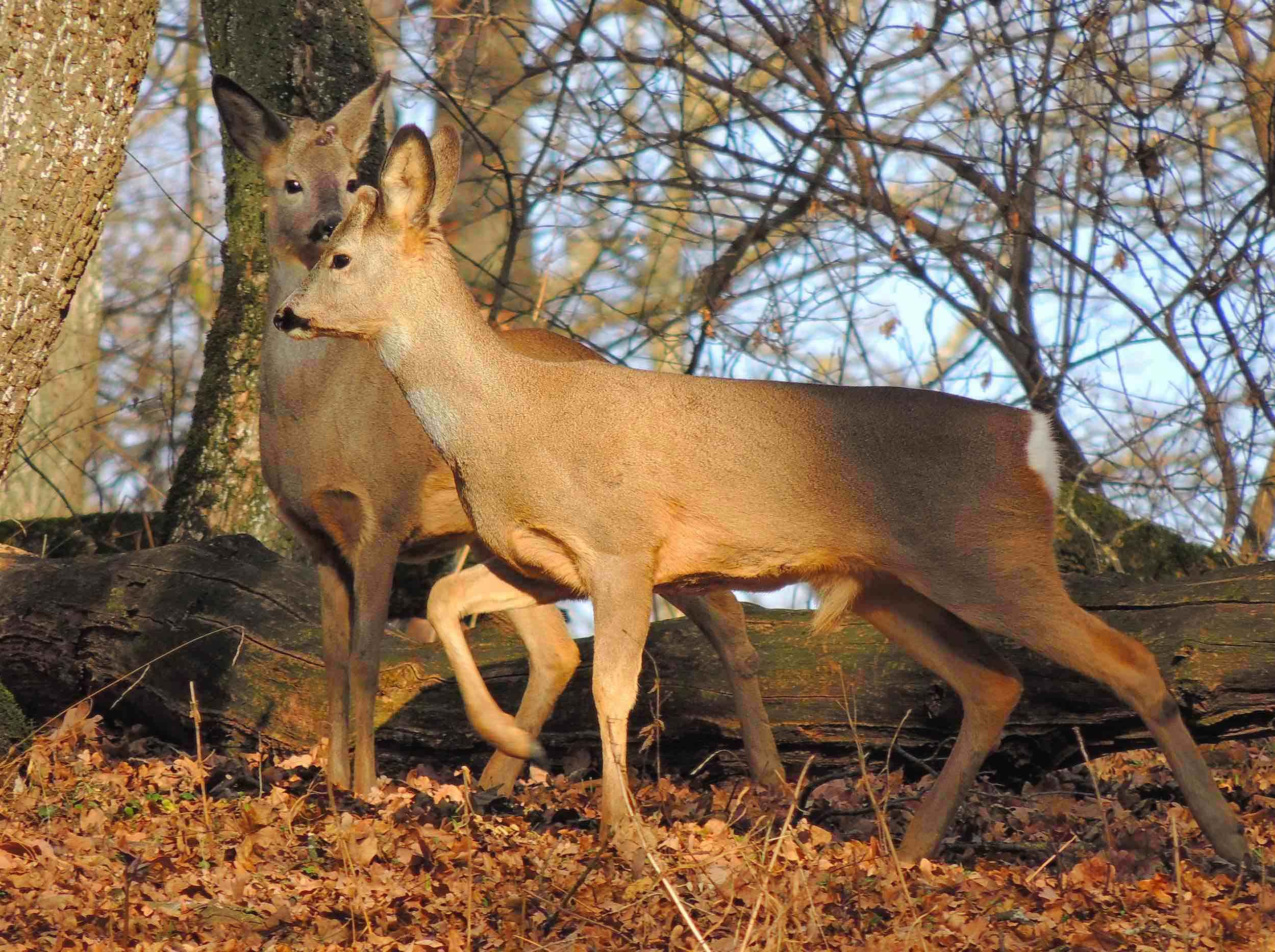 El corzo (Capreolus capreolus) Mamíferos en Cabañeros