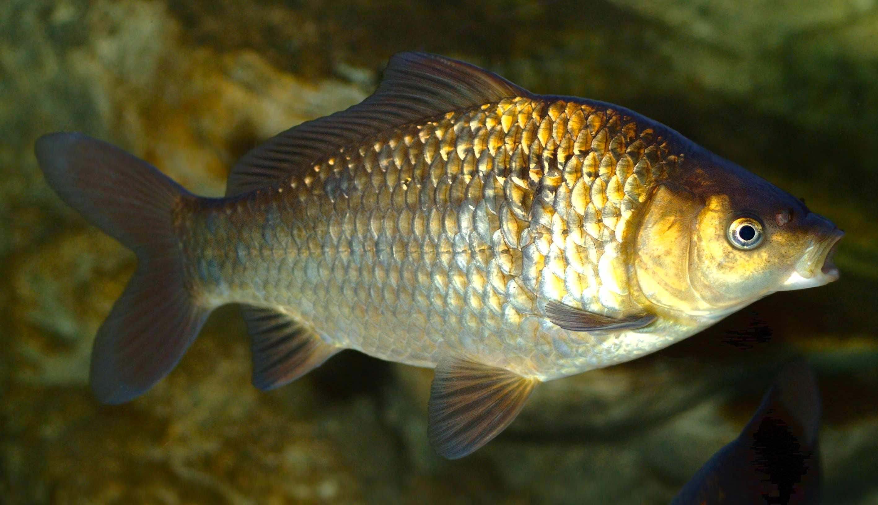 Carpin (Carassius carassius)