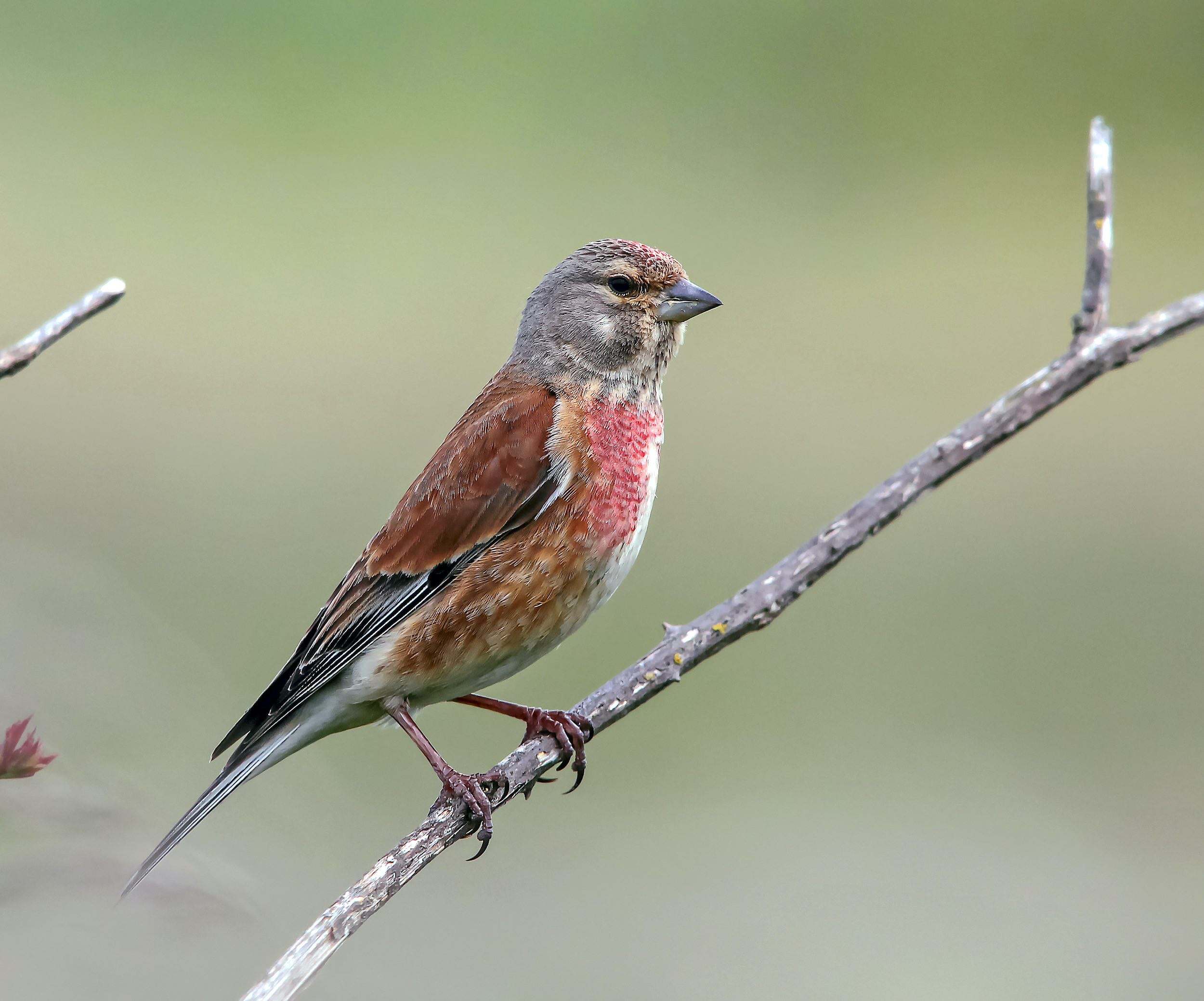 Pardilla común (Carduelis cannabina) ave de bosque esclerófilo en cabañeros