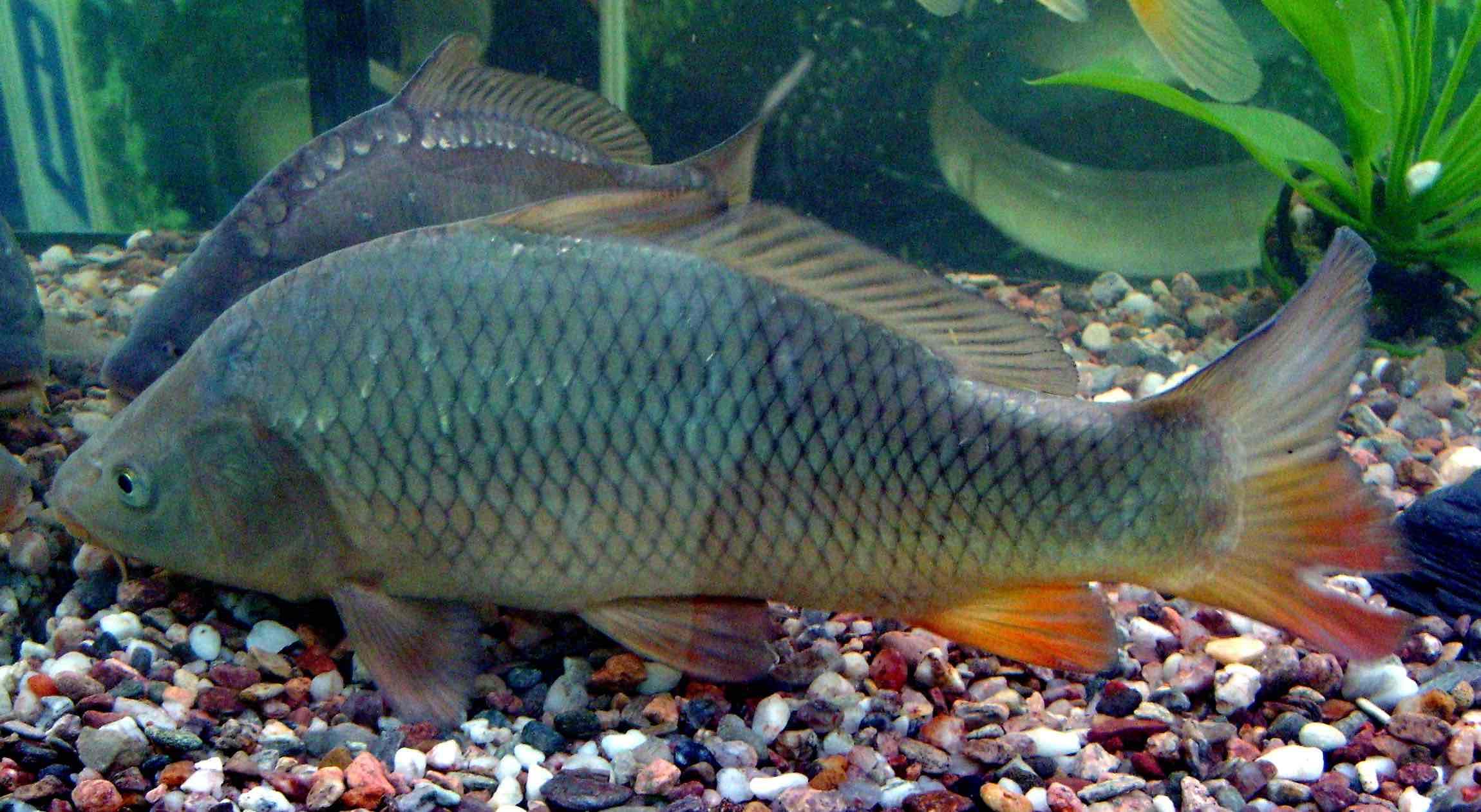 Carpa (Cyprinus carpio)