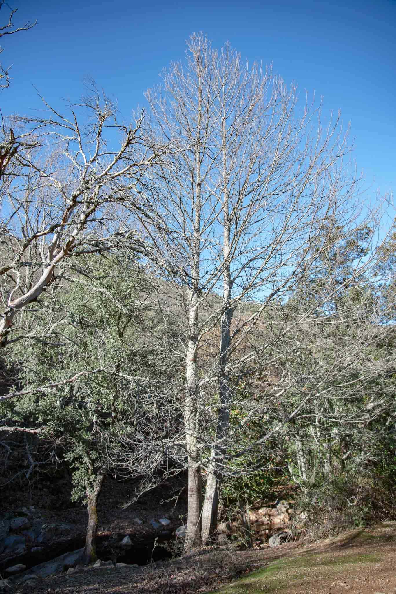 Castaño Castanea sativa en Navalucillos