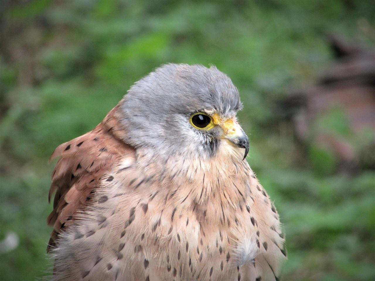 Cernícalo (Falco tinnunculus)