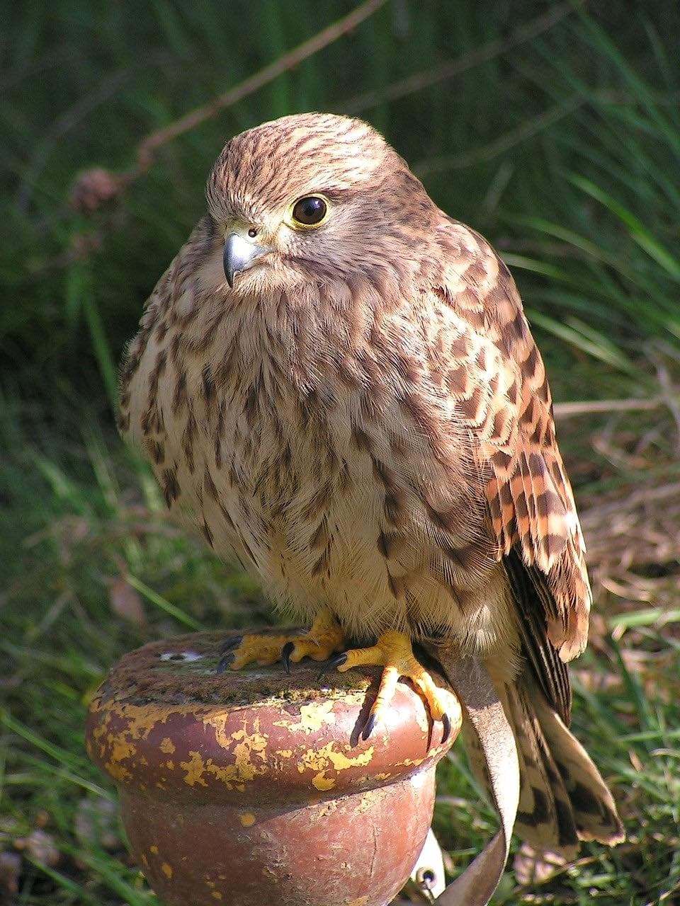 Cernícalo (Falco tinnunculus)