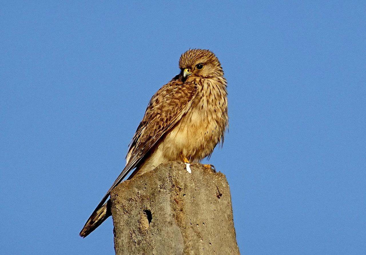 Cernícalo (Falco tinnunculus)