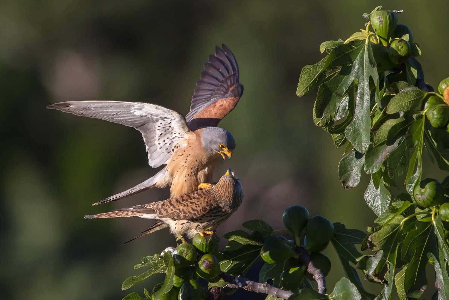 Cernícalo primilla (Falco naumanni)