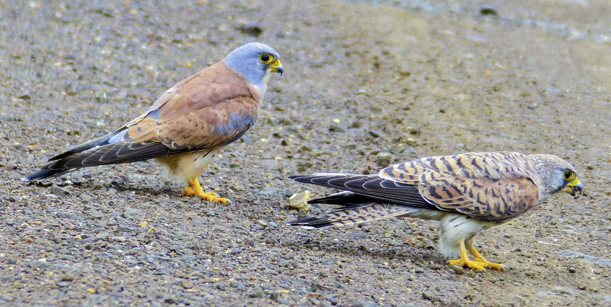 Cernícalo primilla (Falco naumanni)