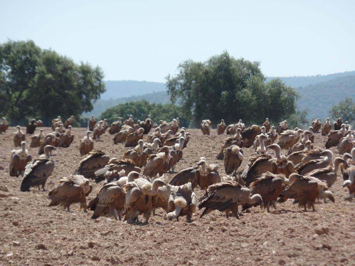 Buitres en el Cerro del Madroñal.