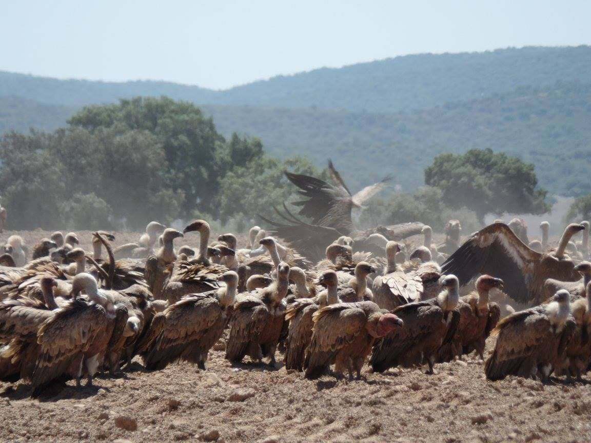 Buitres en el Cerro del Madroñal.