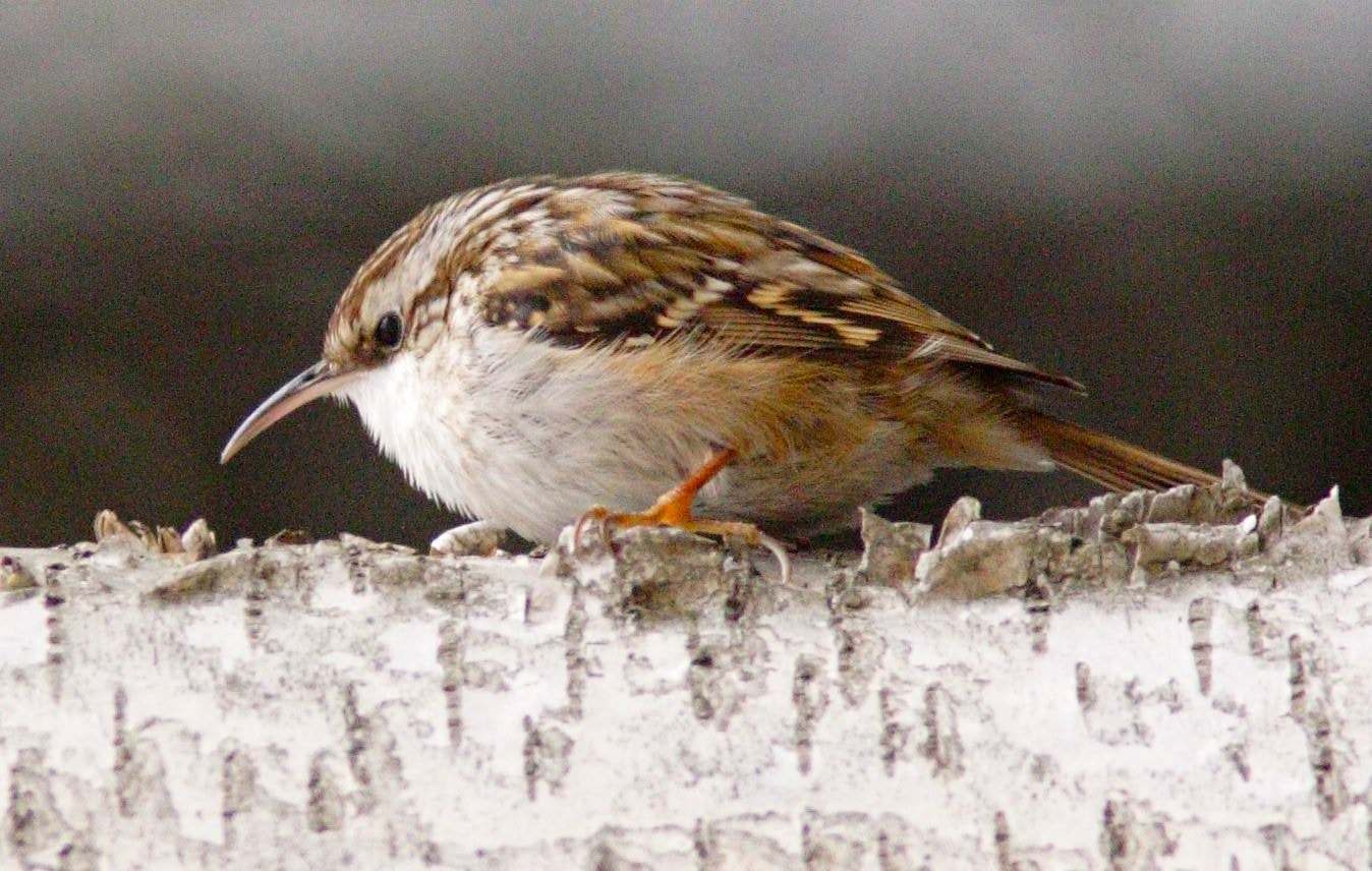 Agateador común (Certhia brachydactyla)