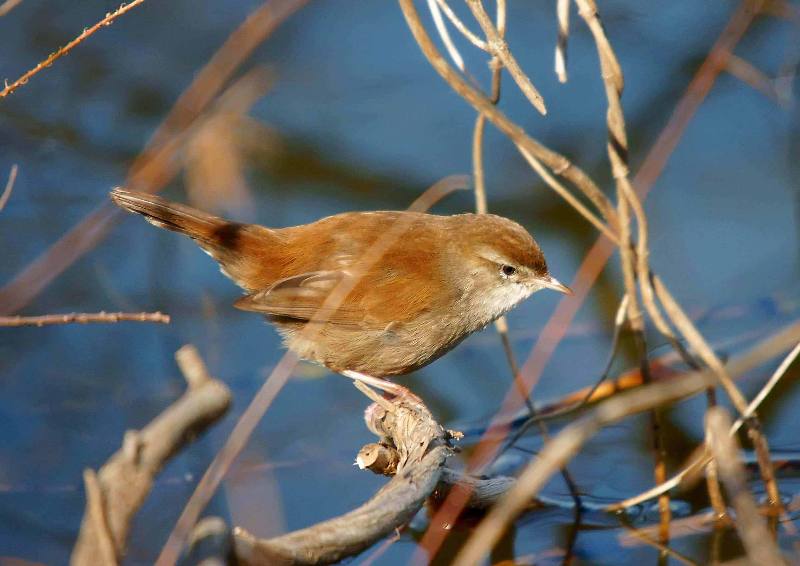 Ruiseñor bastardo (Cettia cetti)
