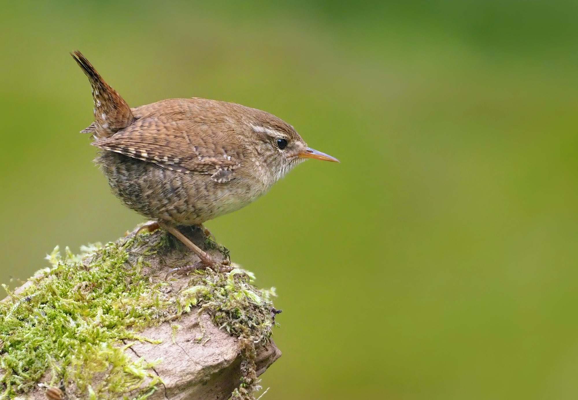 Chochín (Troglodytes troglodytes)