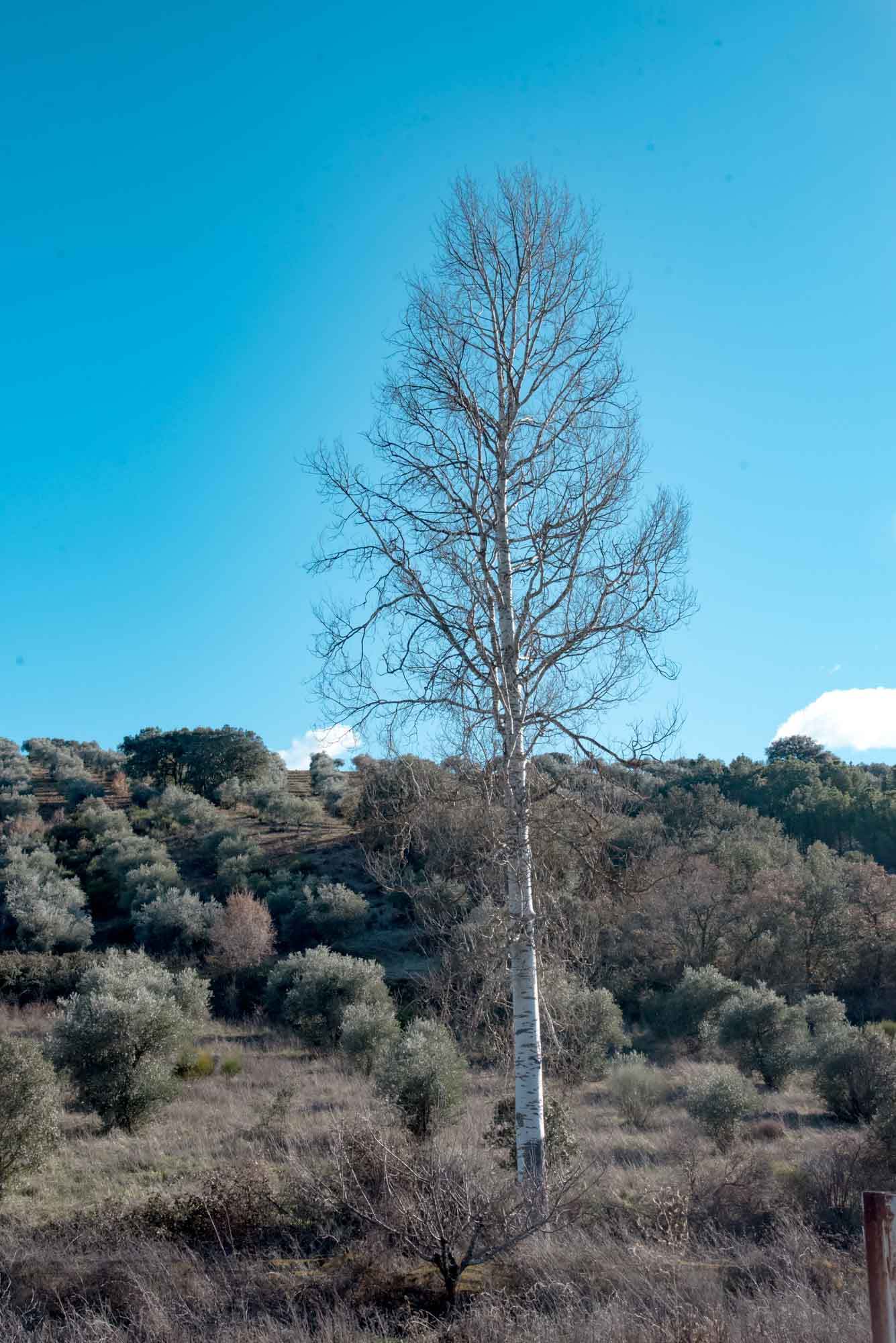 Chopo o álamo blanco (Populus alba) en el camino de La Chorrera de Horcajo.