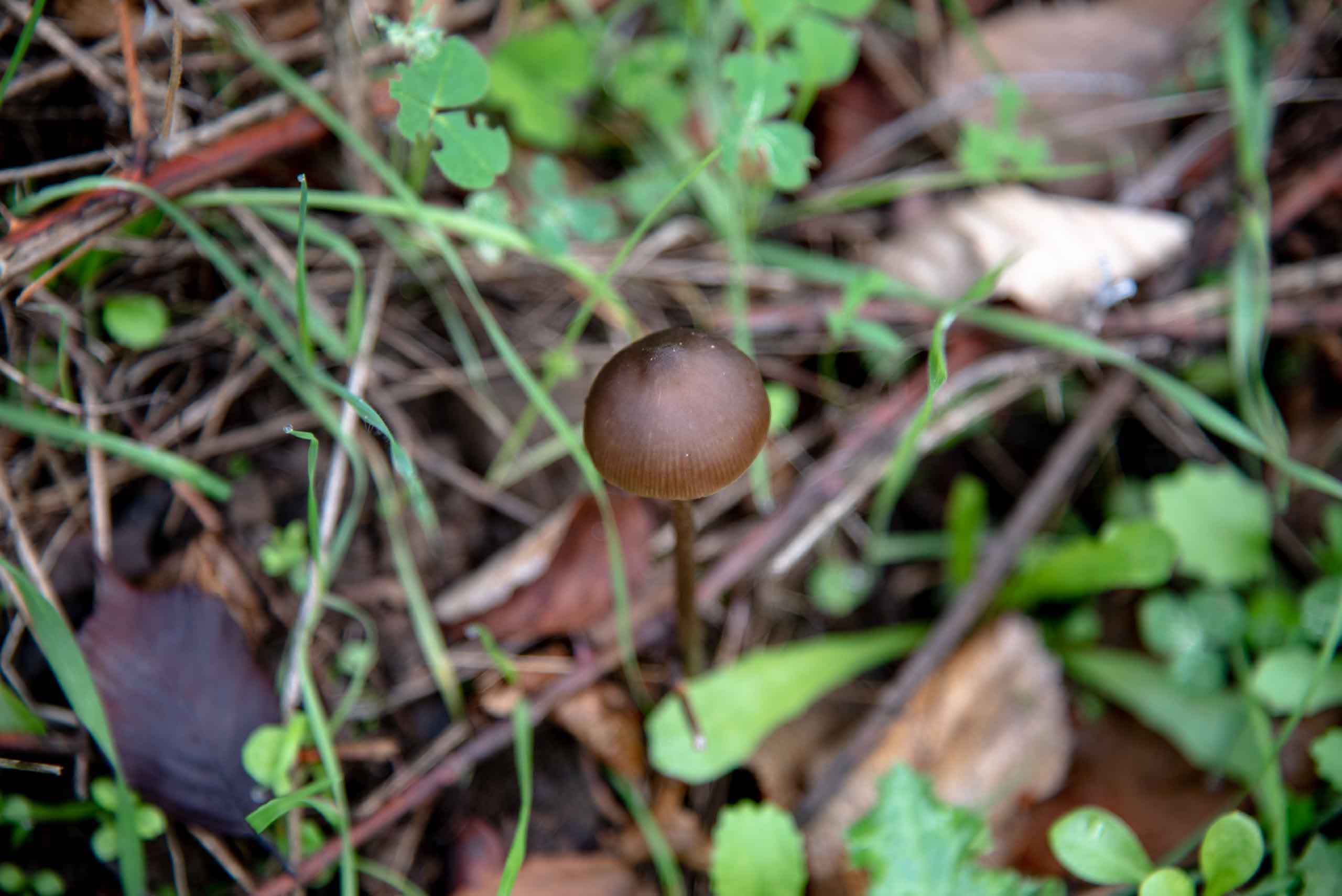 Hongo seta Chorrera