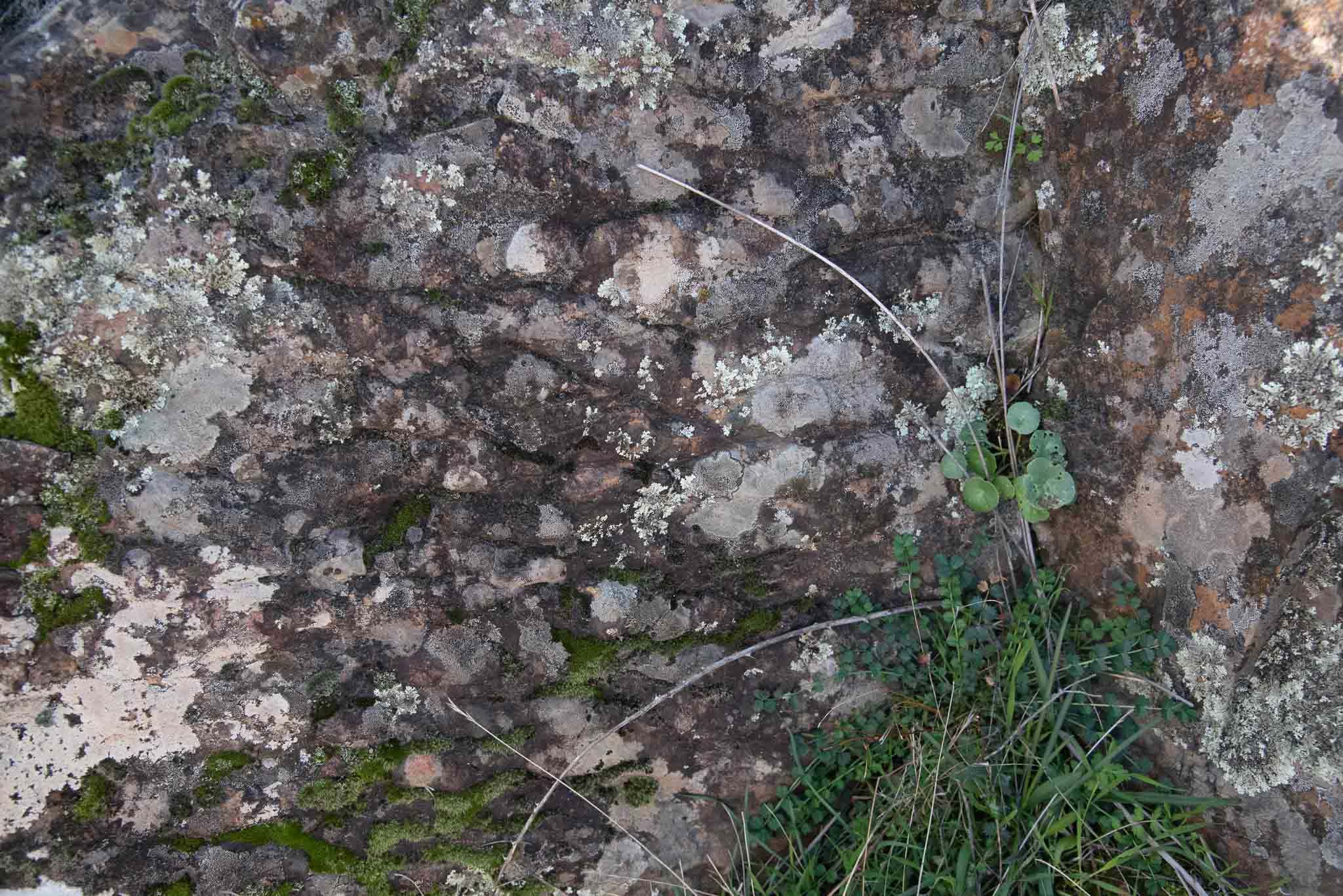 Ombligo de Venus (Umbilicus rupestris) en una rizadura (Ripple marks) de la Chorrera