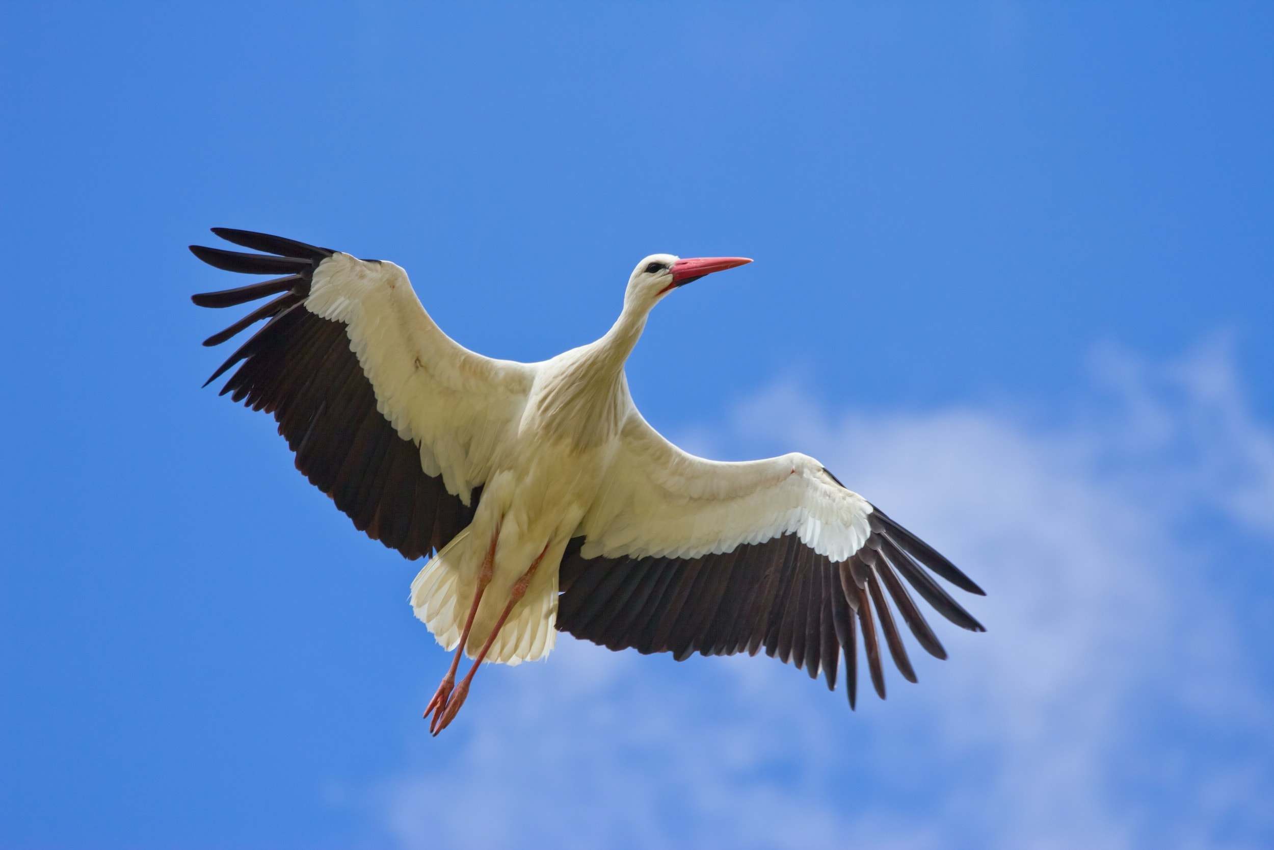 Cigüeña común (Ciconia ciconia)