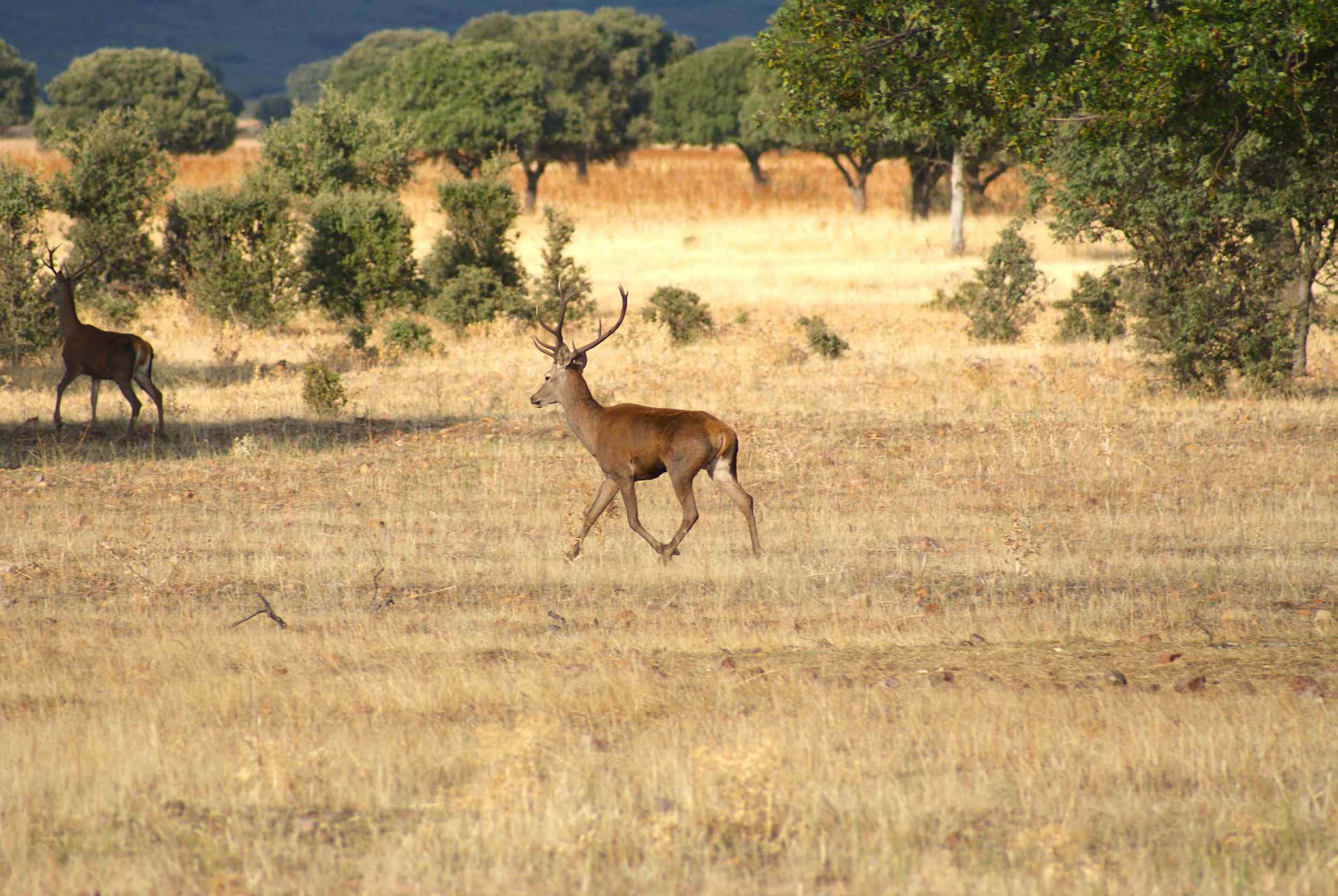 Venado (Cervus Elaphus) mamífero