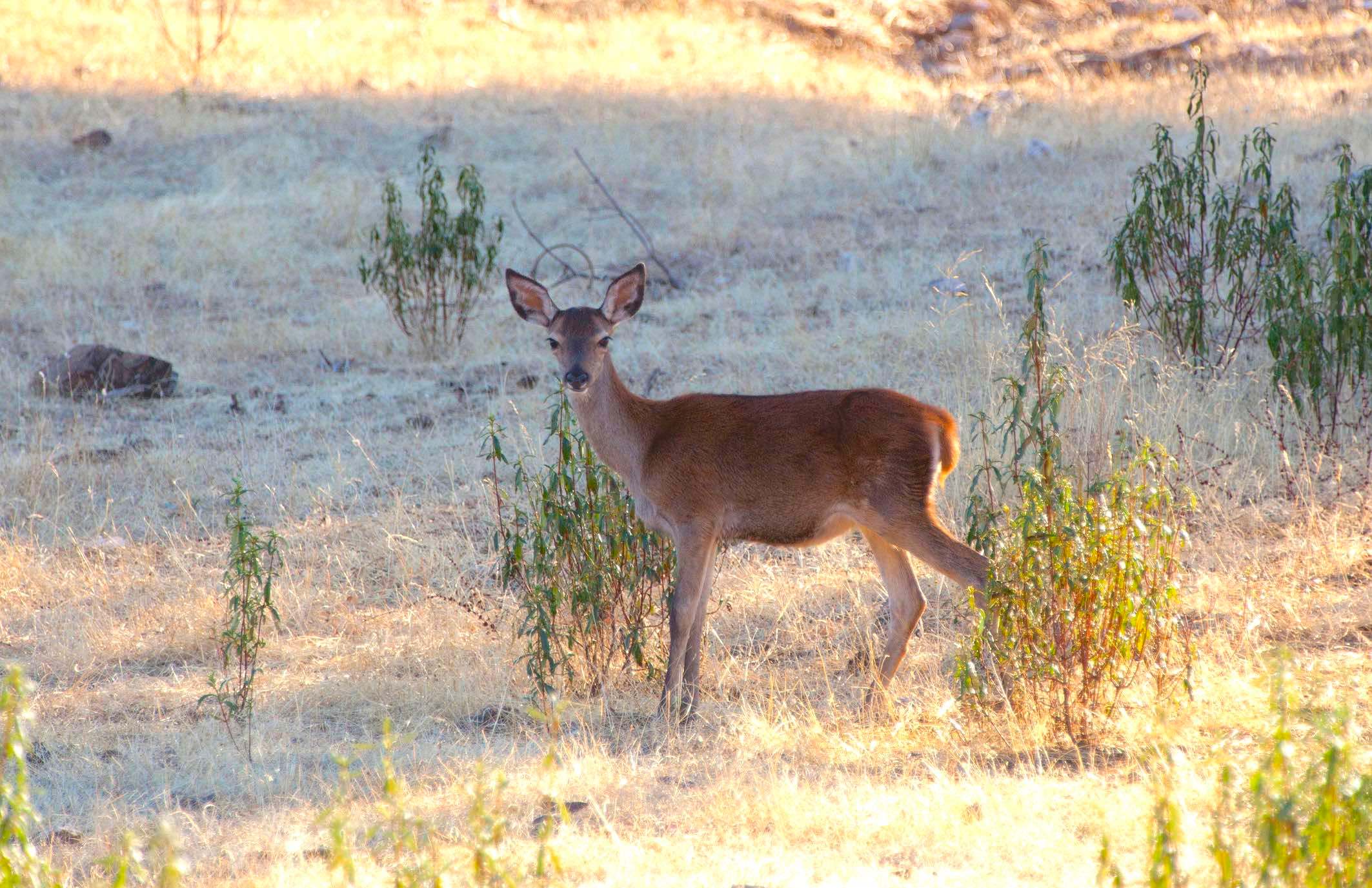Cierva (Cervus Elaphus) mamífero