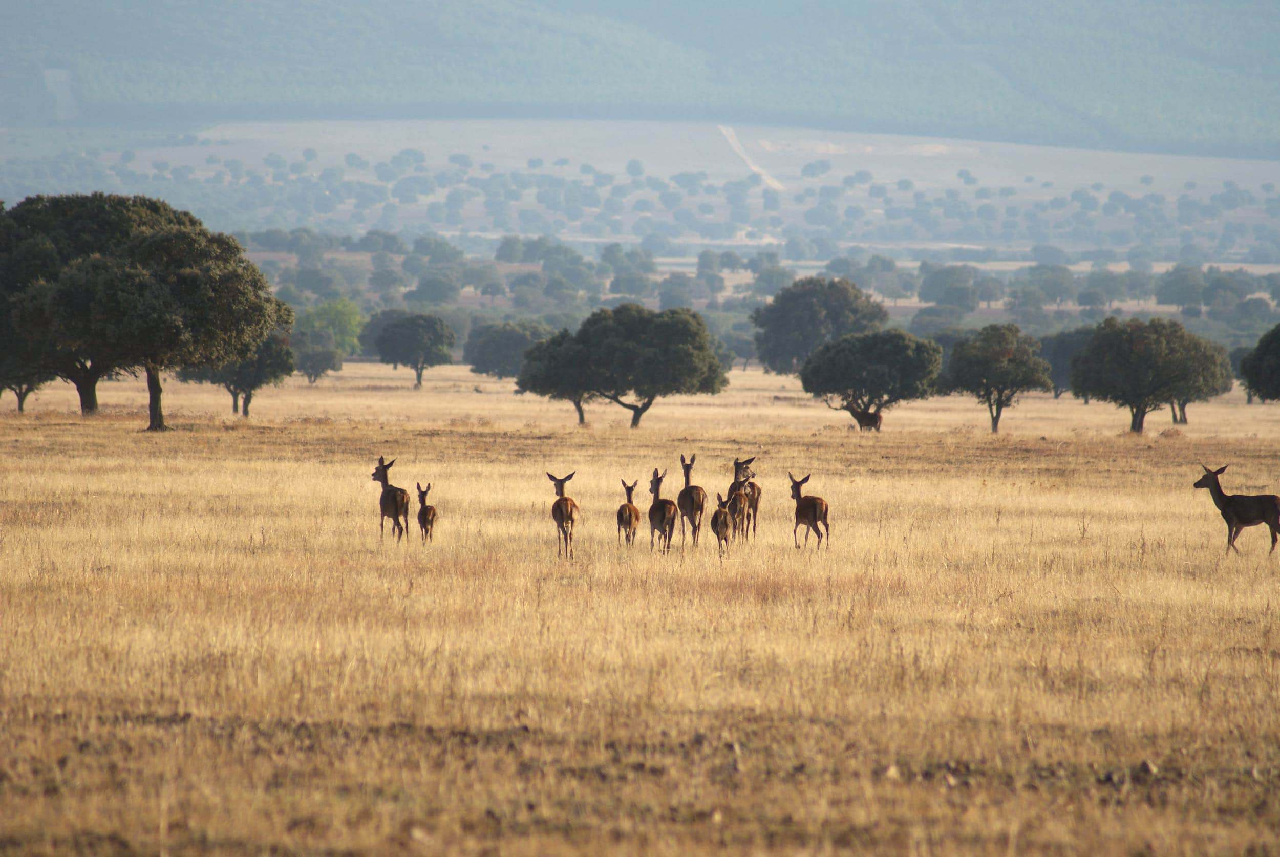 Ciervos (Cervus Elaphus) mamíferos