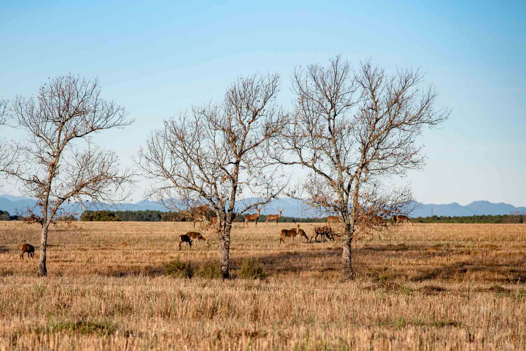 https://cabaneros.org/aves/bosque-esclerofilo/