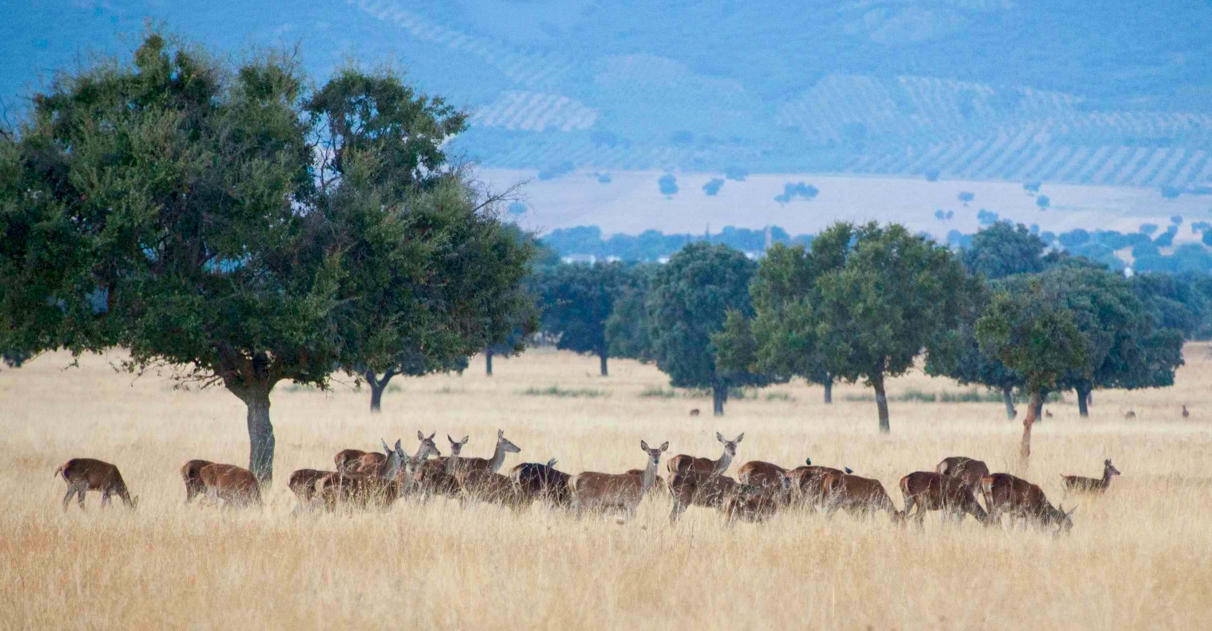 foto de ciervos mamíferos en Cabañeros
