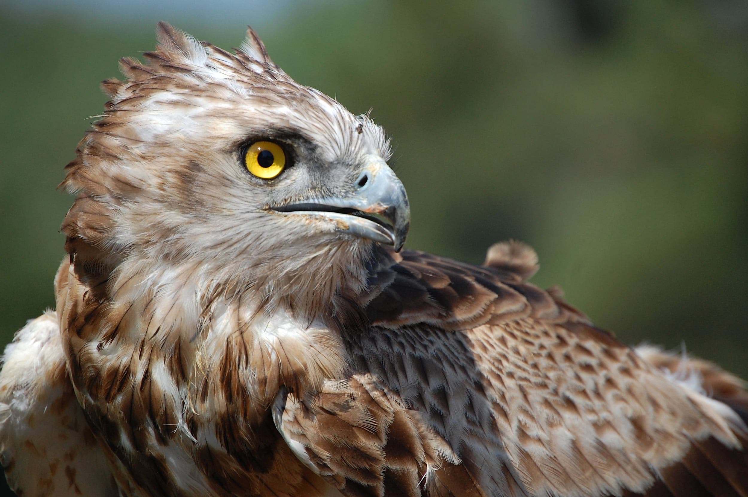 Águila culebrera (Circaetus gallicus) ave de bosque esclerófilo en cabañeros