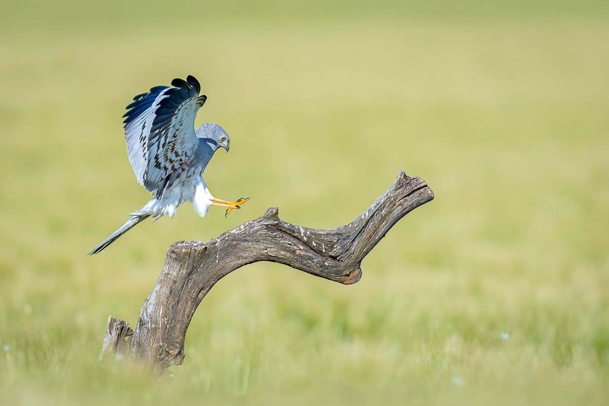 aguilucho cenizo (Circus pygargus)