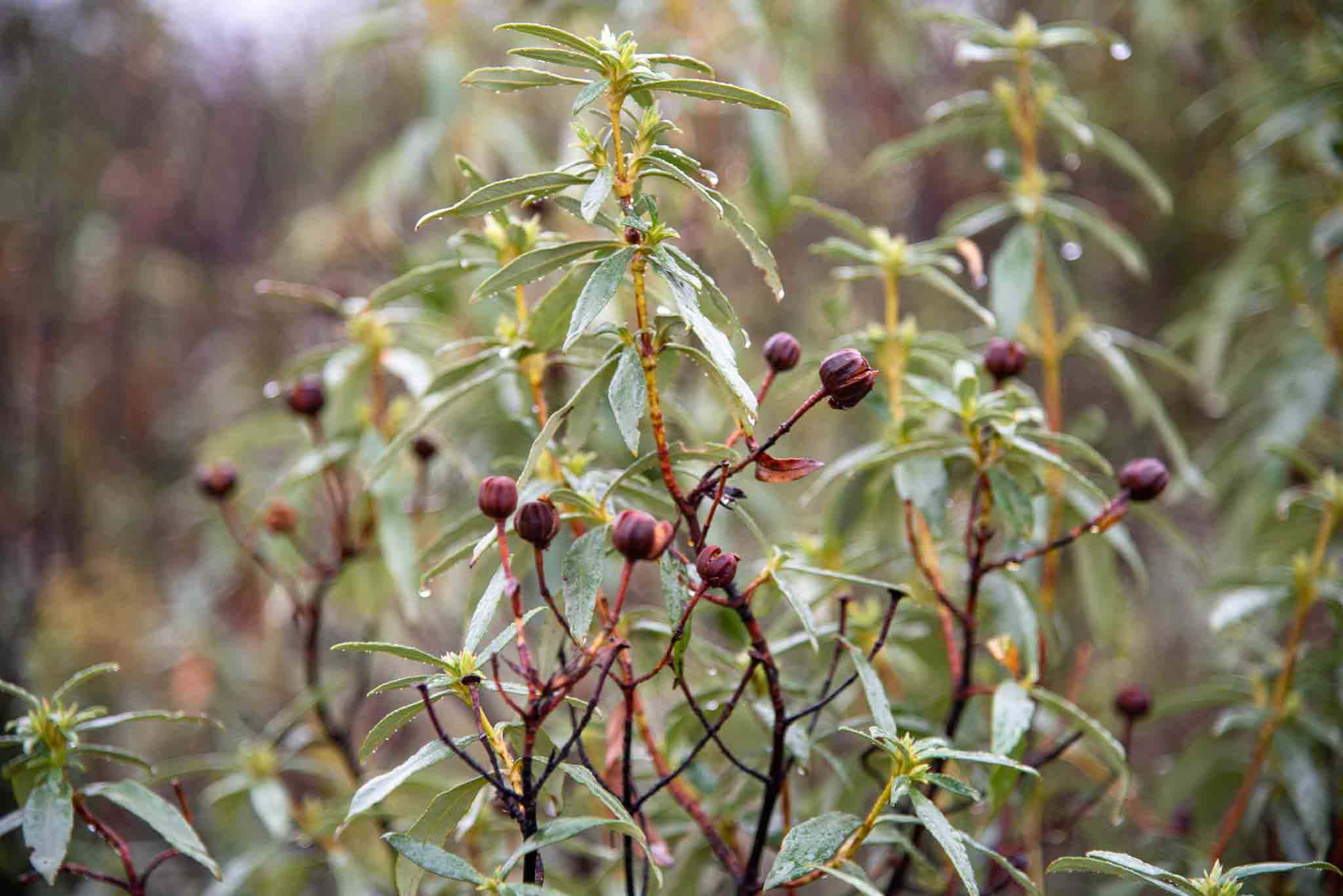 Jara pringosa (Cistus ladanifer) jarales