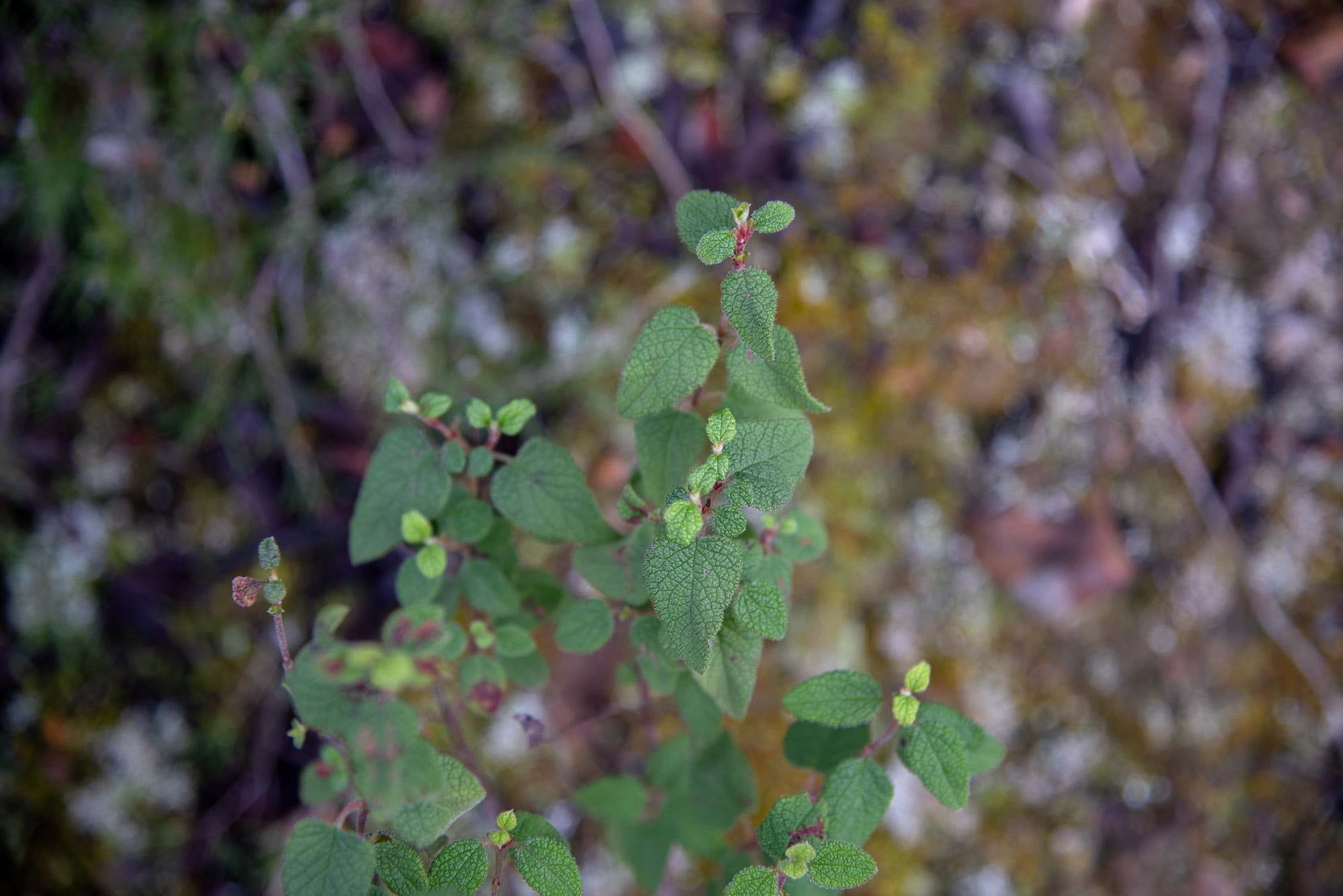 Cistus salviifolius.