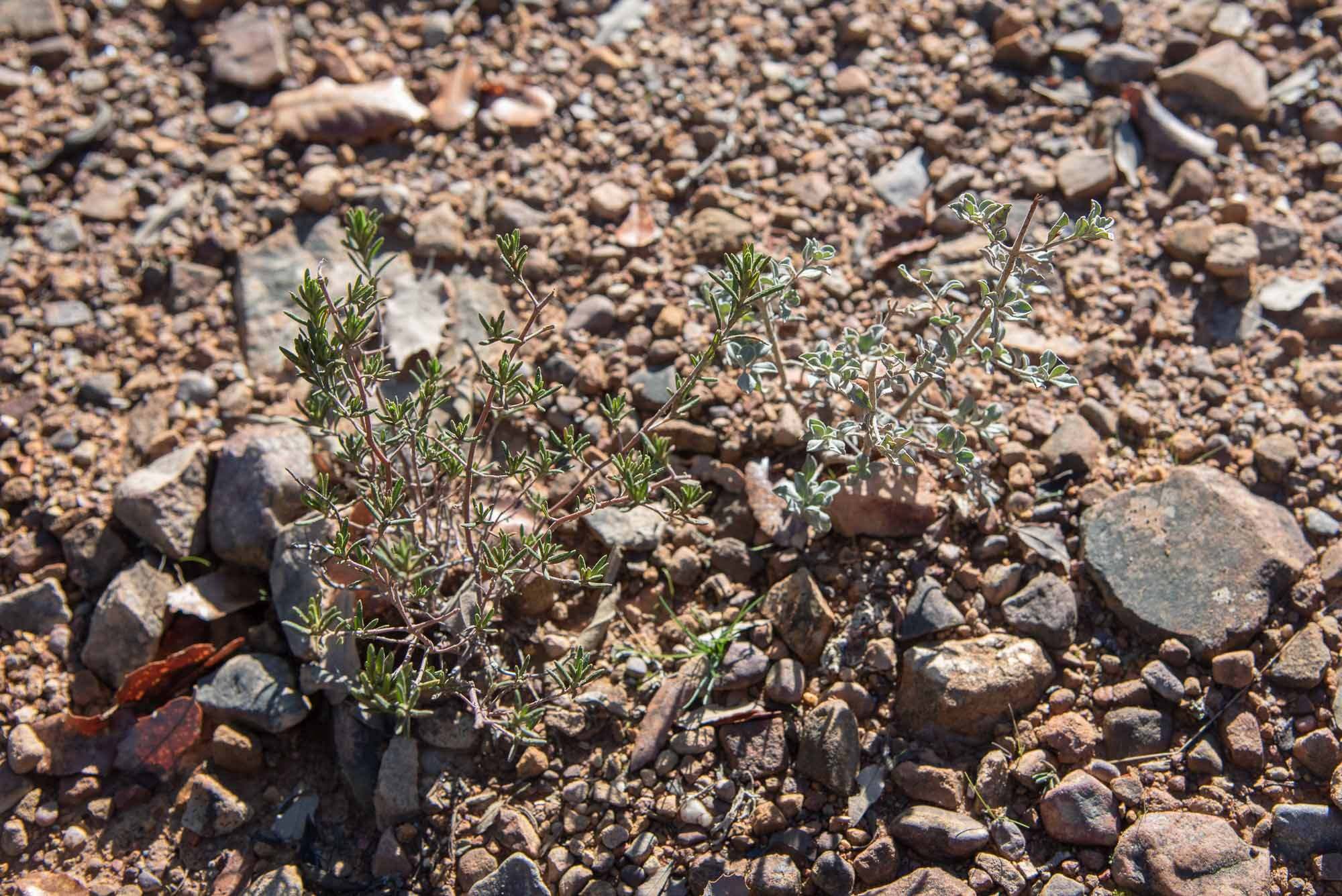 Cistus umbellatus var. viscosus y halimium ocymoides gargantilla