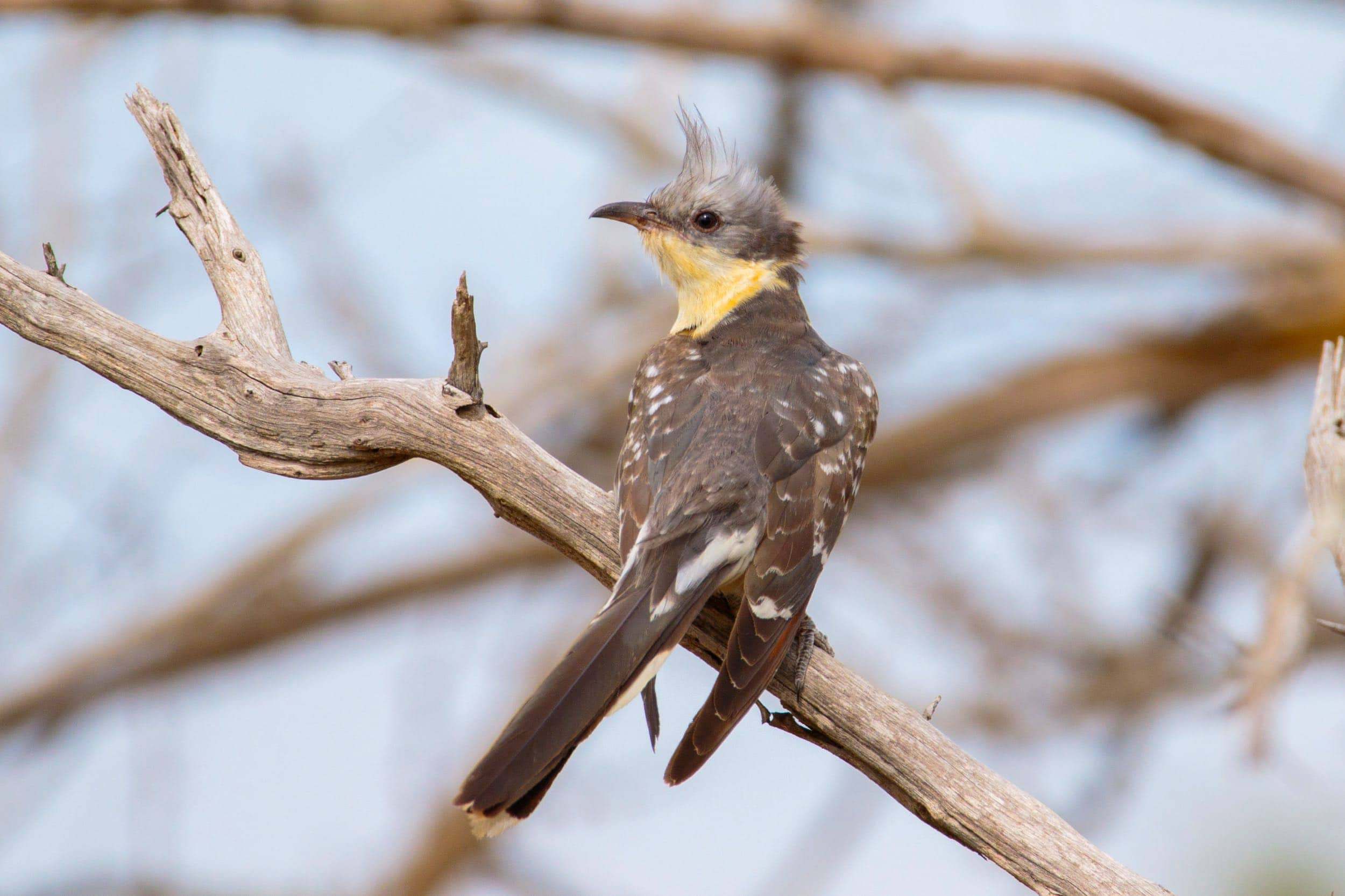 Críalo (Clamator glandarius)