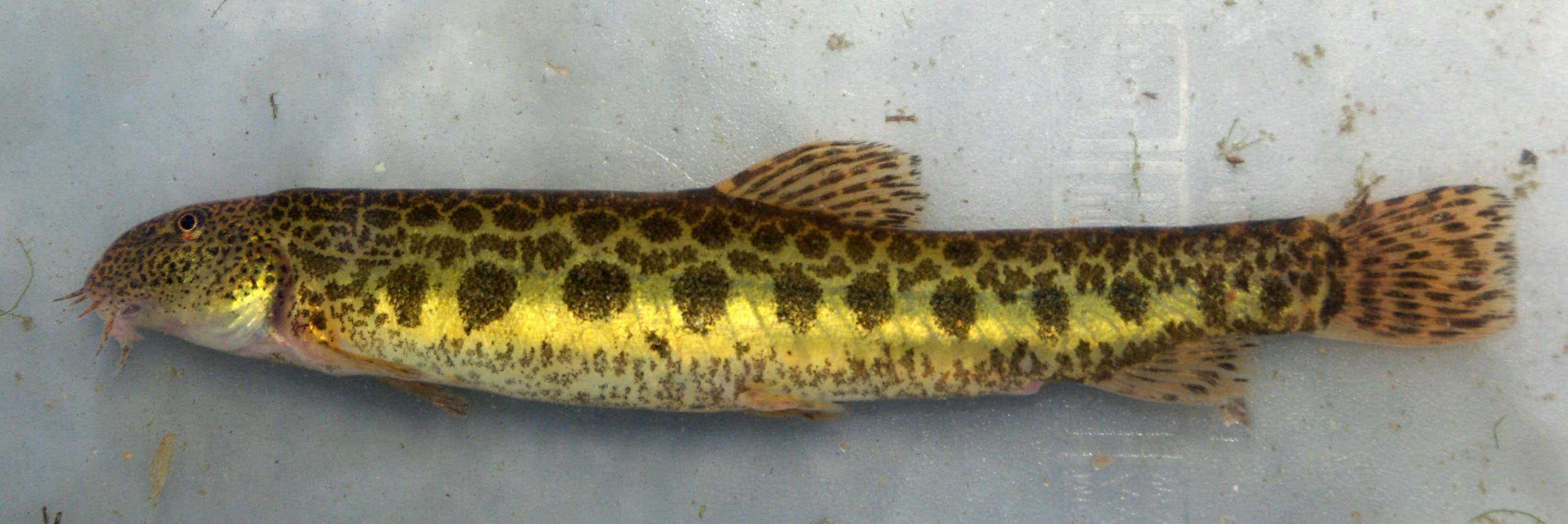Colmilleja (Cobitis paludica)