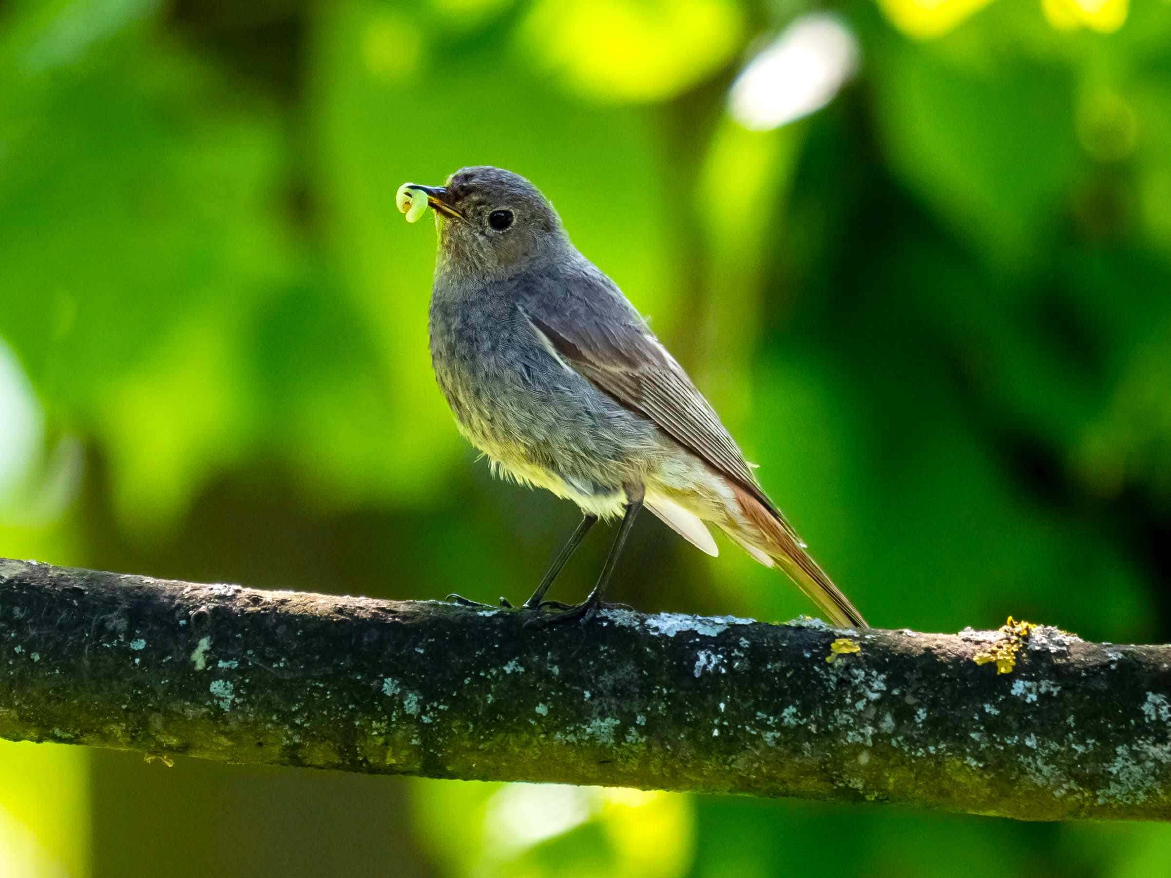 Colirrojo tizón (Phoenicurus ochrurus)