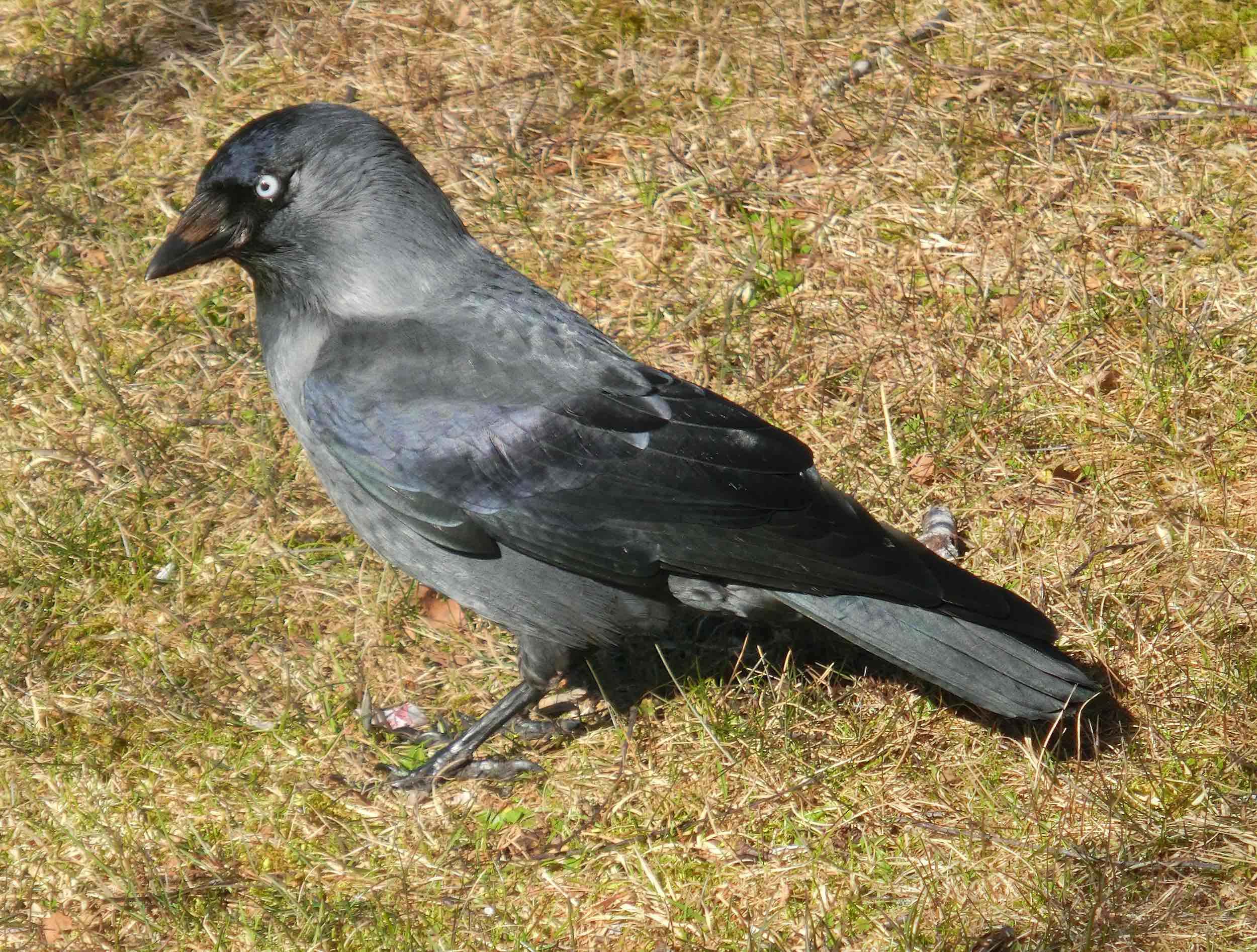 Grajilla (Coloeus monedula)