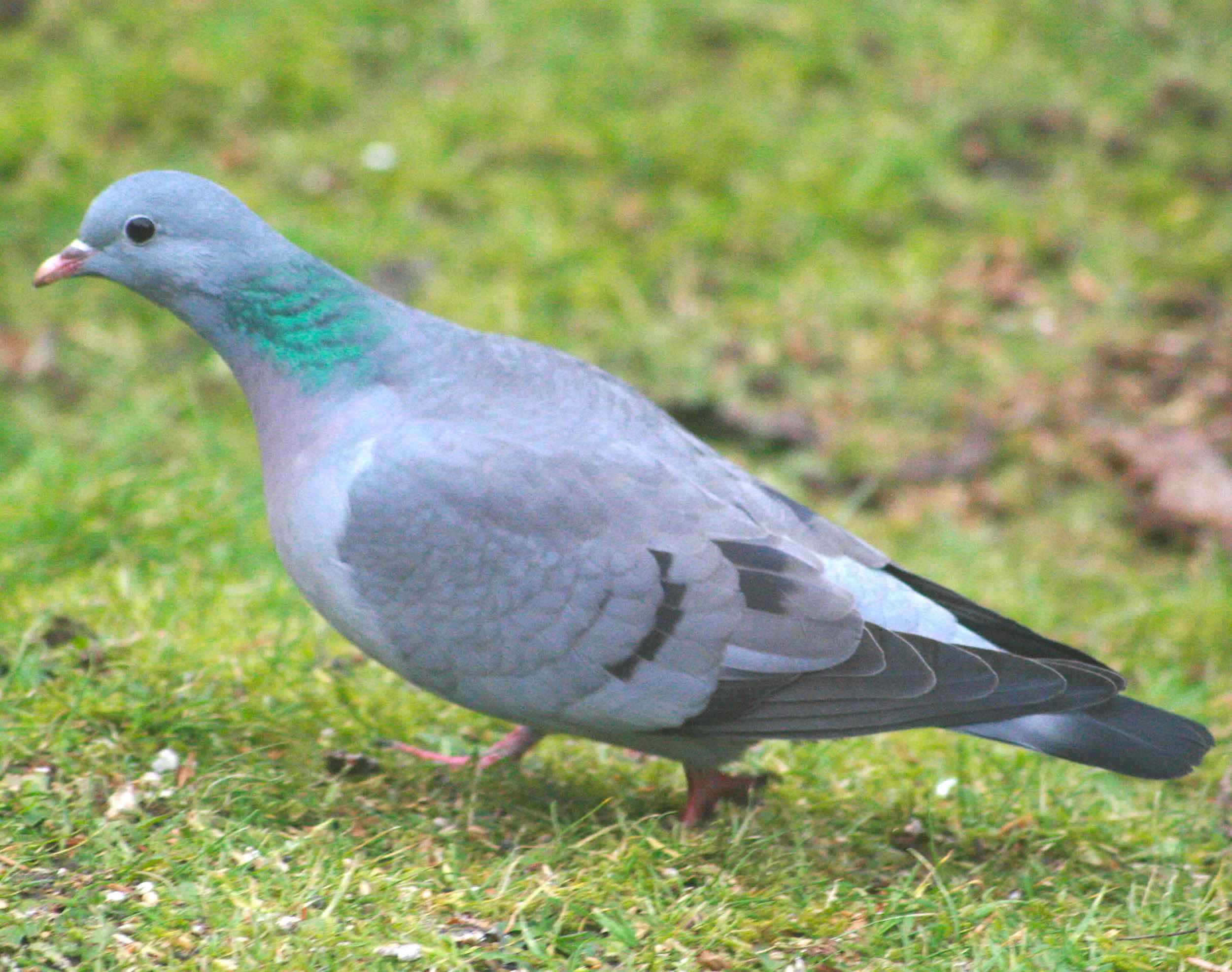 Paloma zurita (Columba oenas)