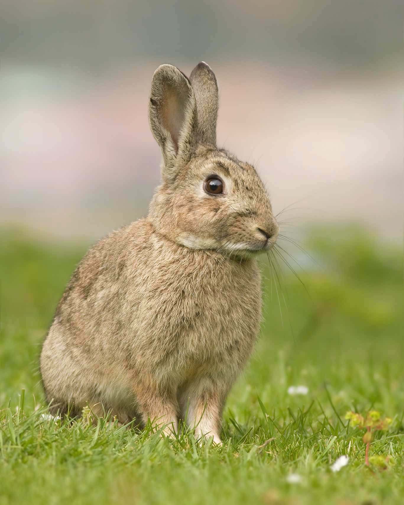 Conejo (Oryctolagus cuniculus) mamífero