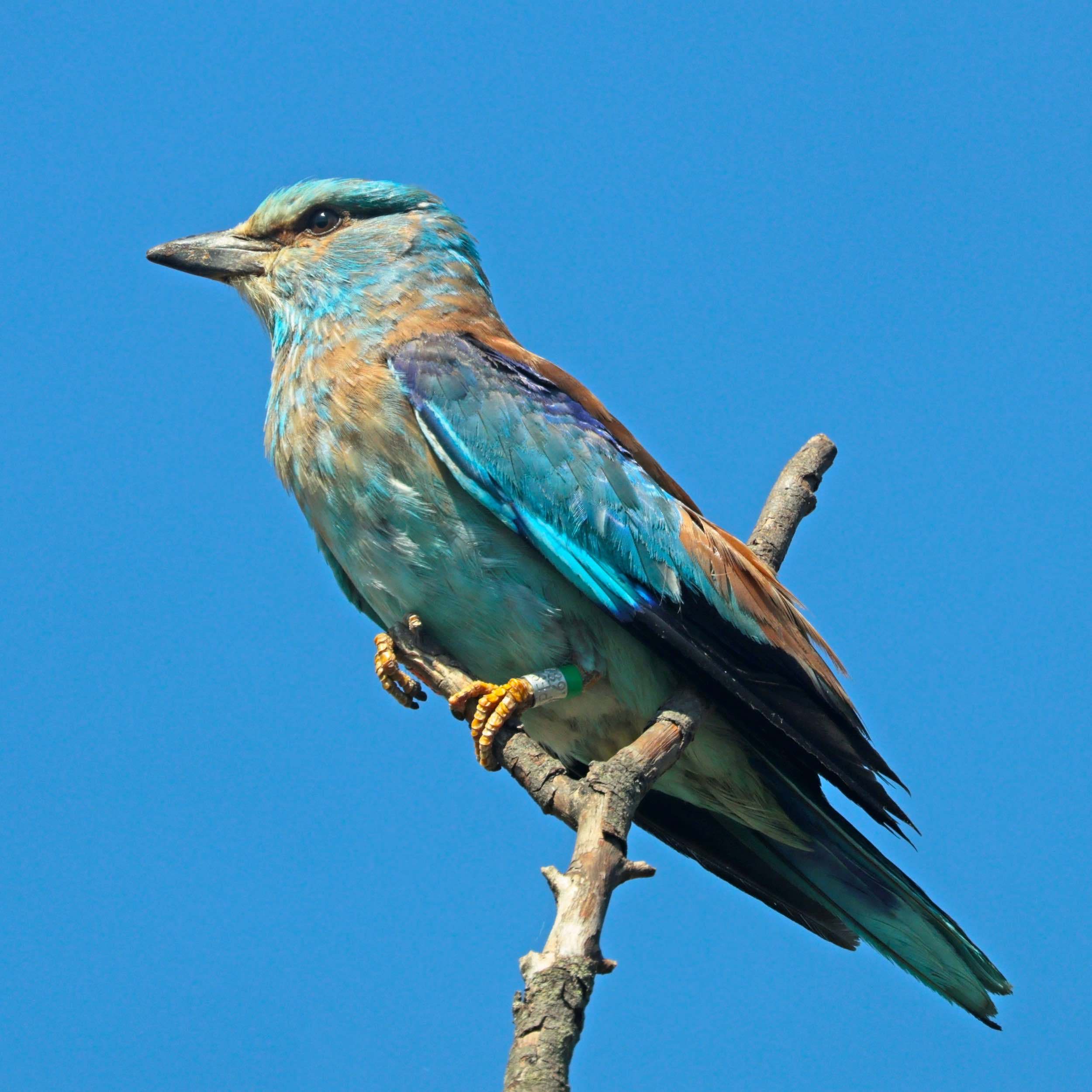 Carraca (Coracias garrulus)