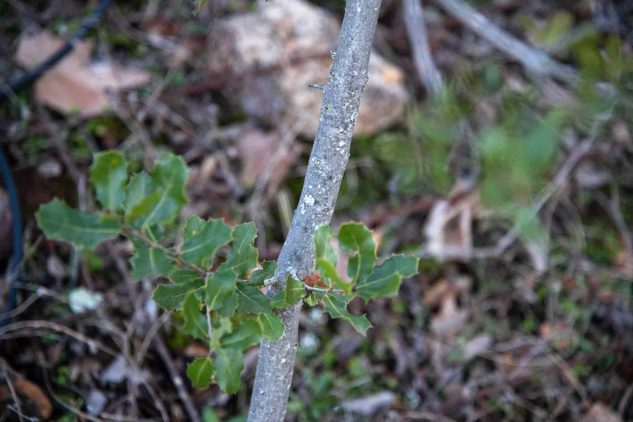 Tronco de Coscoja (Quercus coccifera)