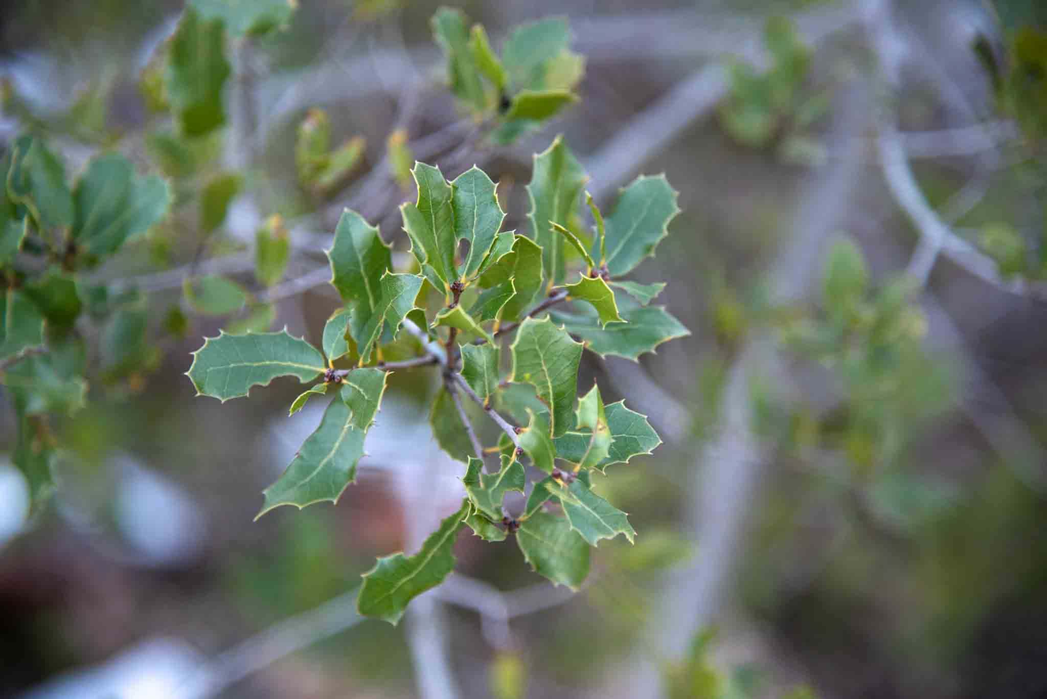Coscoja (Quercus coccifera)3