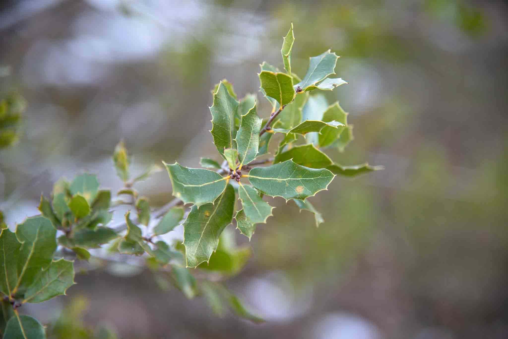 Coscoja (Quercus coccifera)3