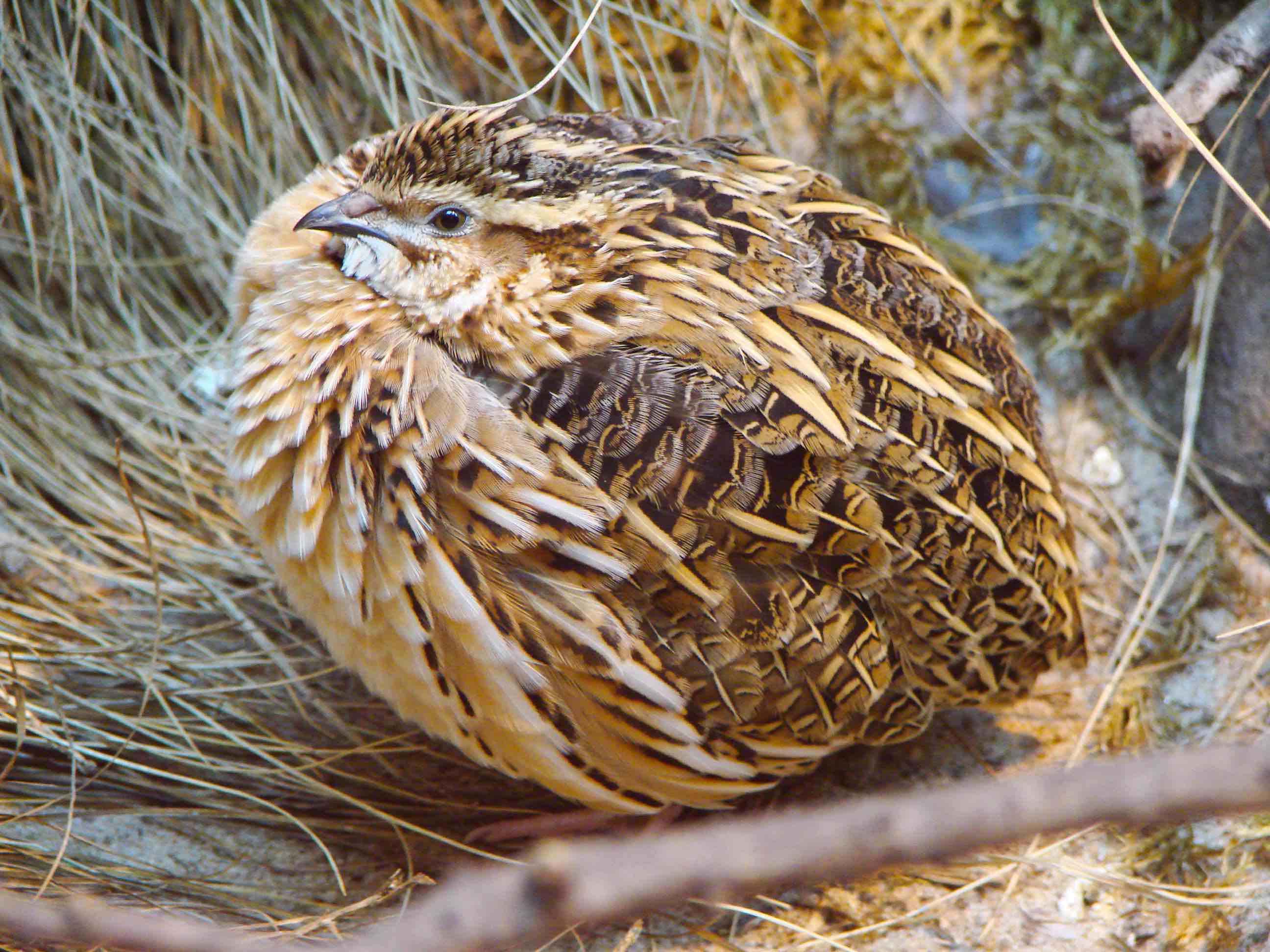 Codorniz (Coturnix coturnix)