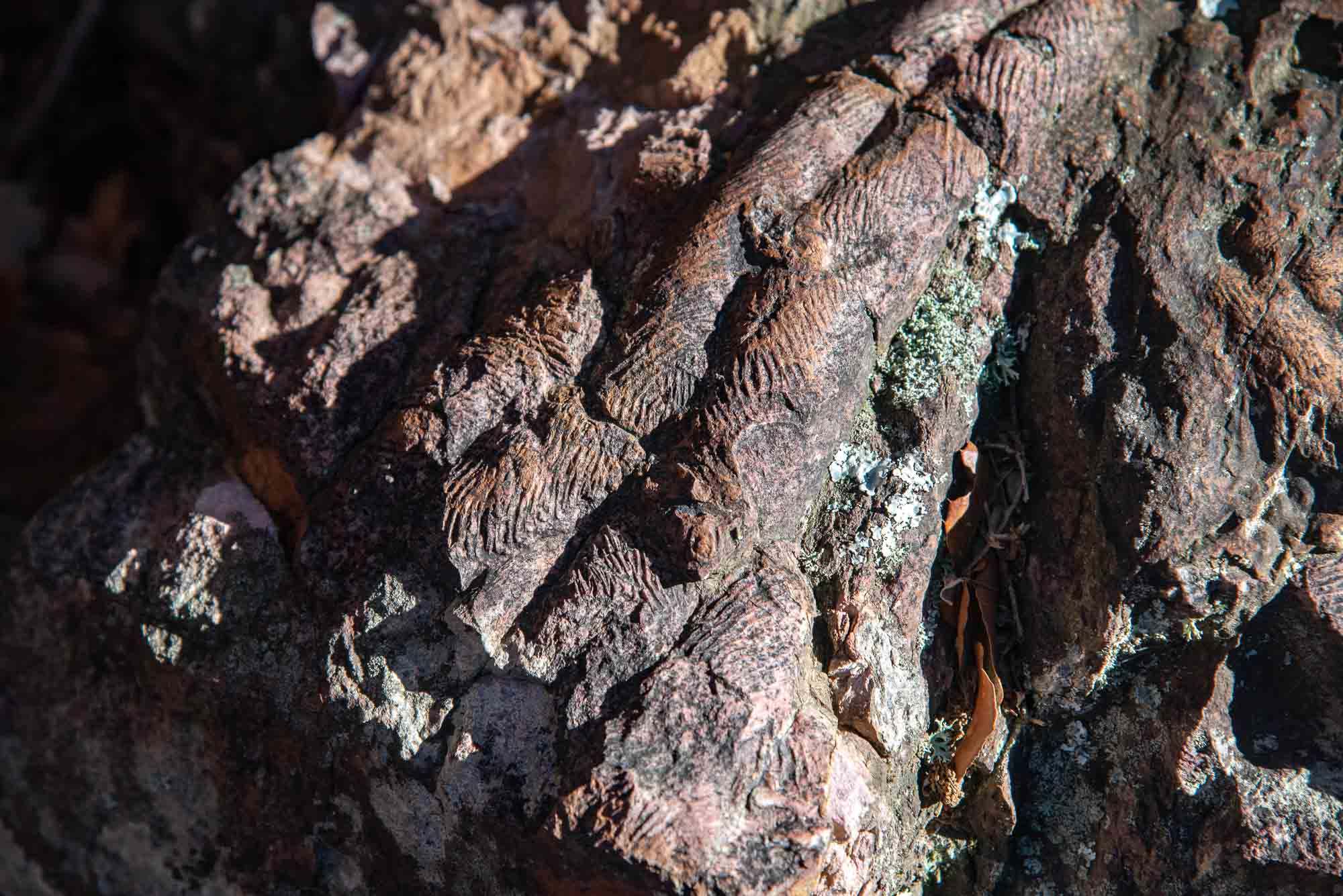 Cruziana trilobites en el Chorro de los Navalucillos