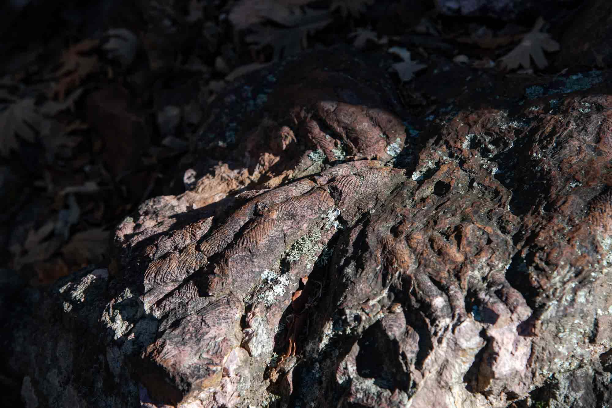 Cruziana trilobites