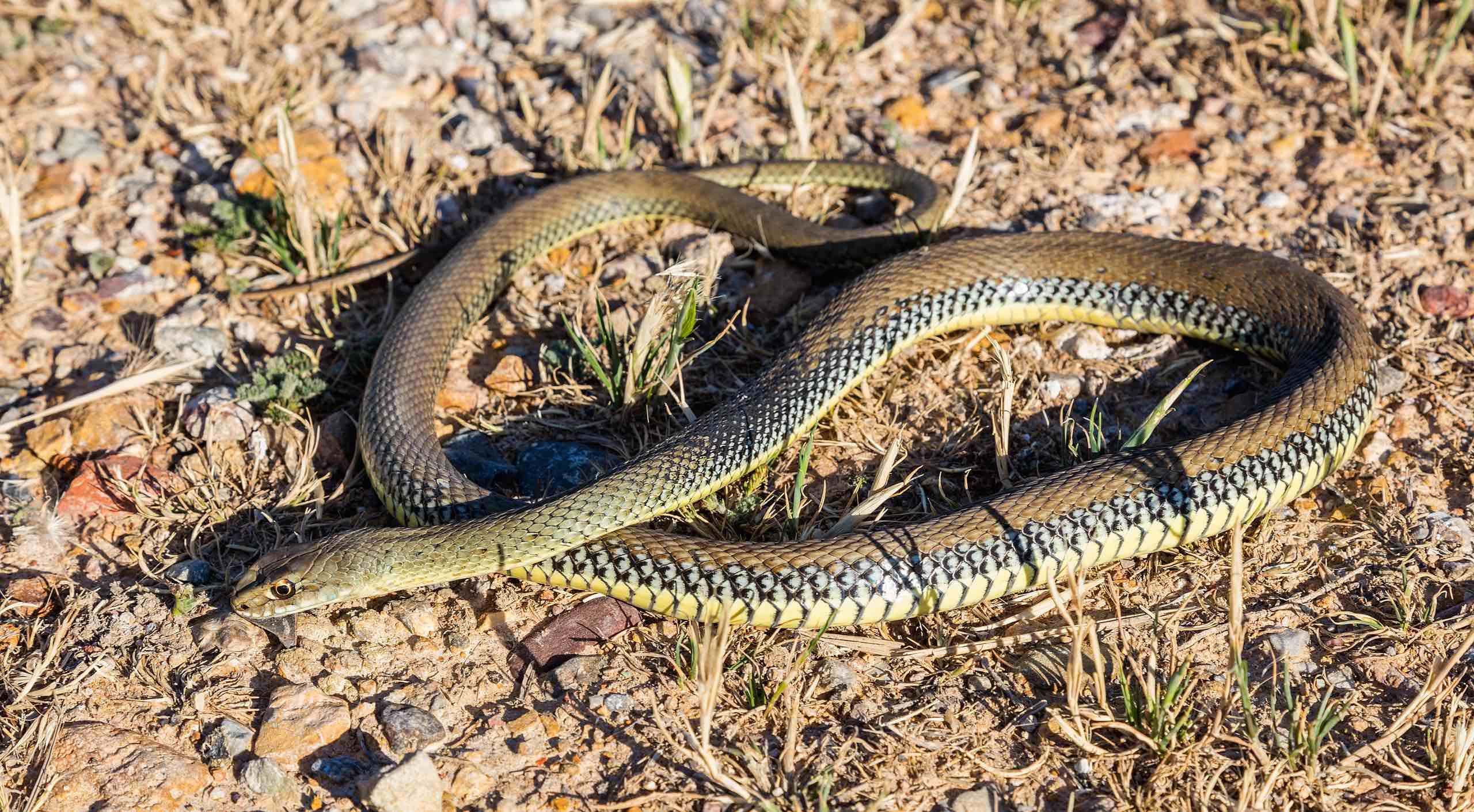 Culebra bastarda (Malpolon monspessulamus)