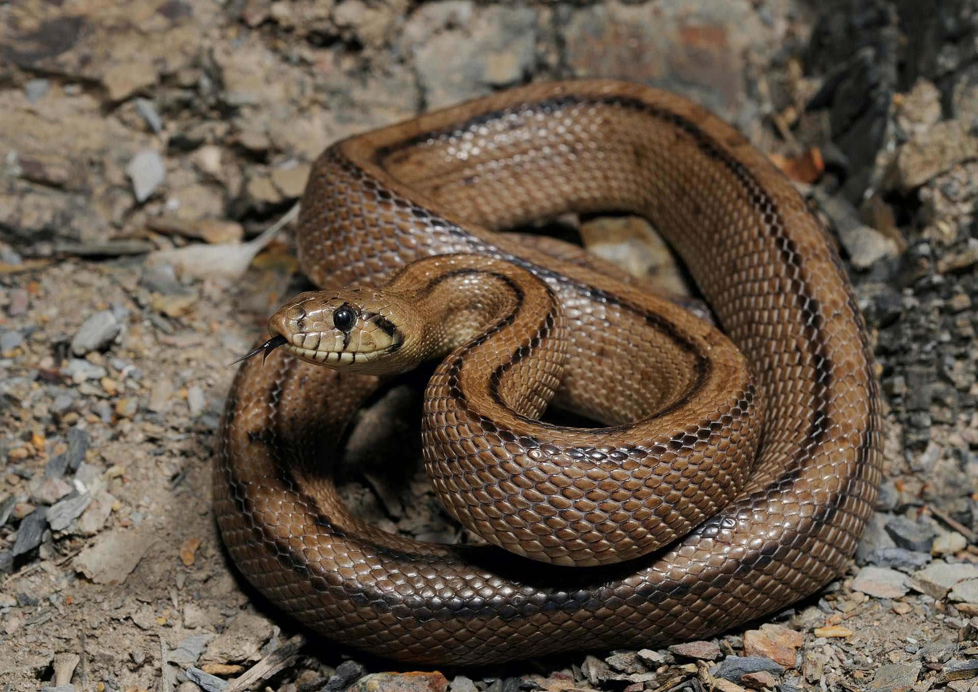 Culebra de escalera (Rhinechis scalaris)