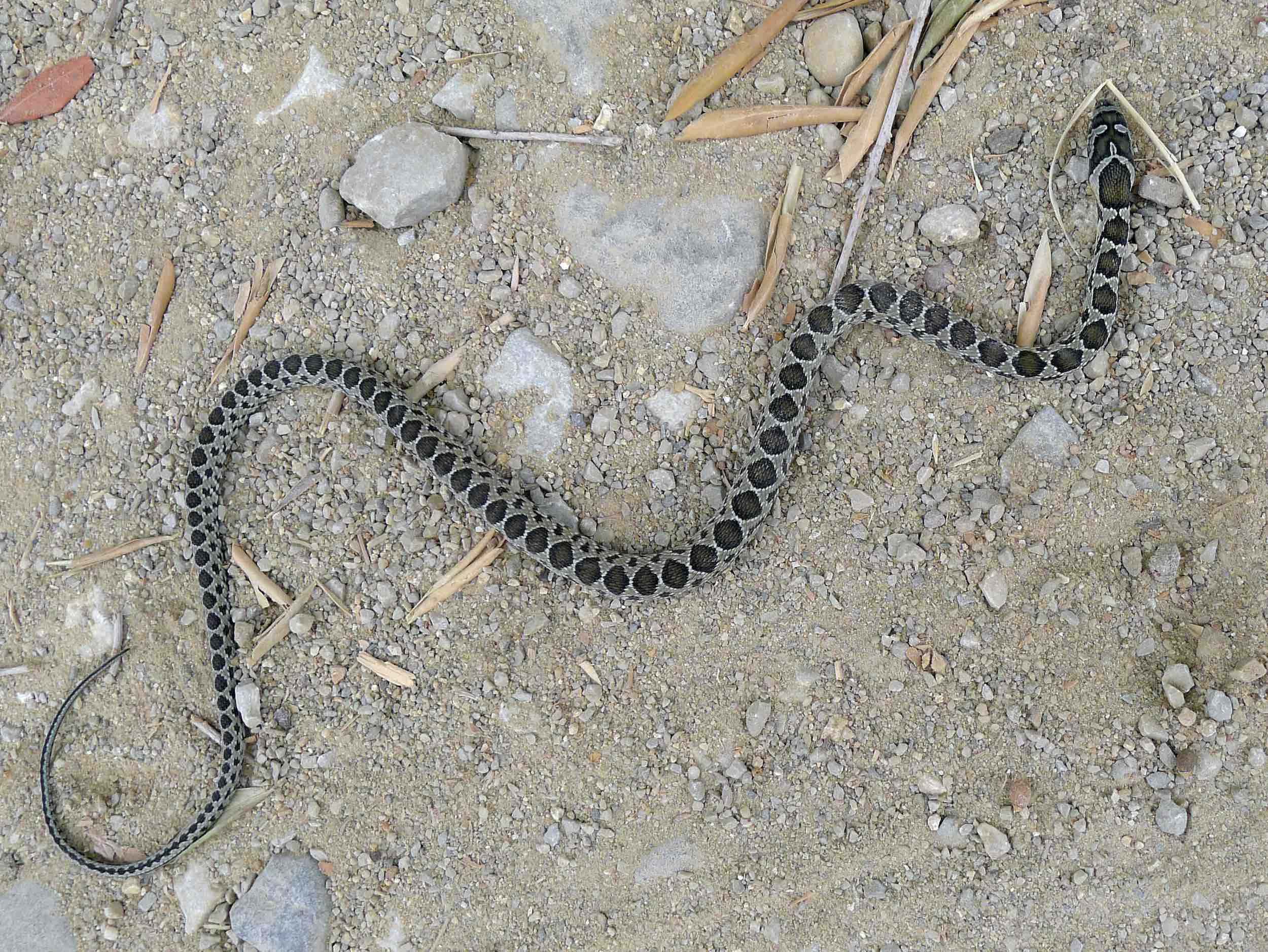 Culebra de herradura (Coluber hippocrepis)