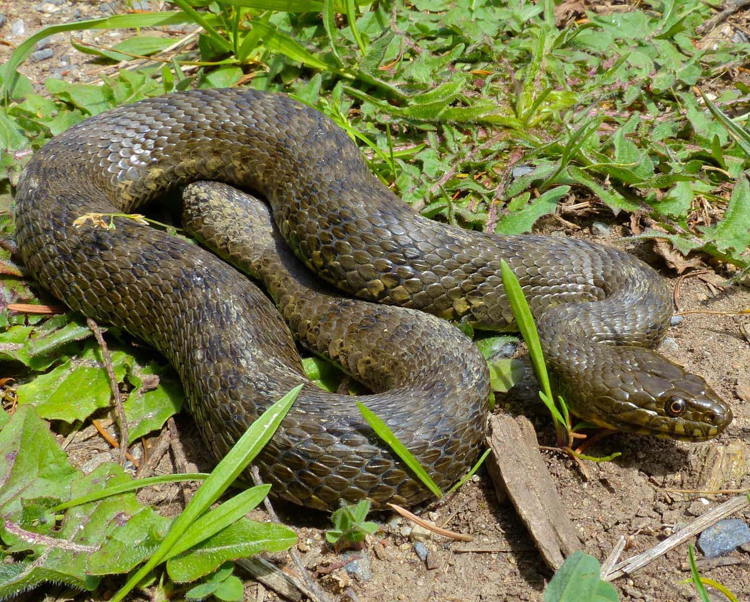 Culebra viperina (Natrix maura)